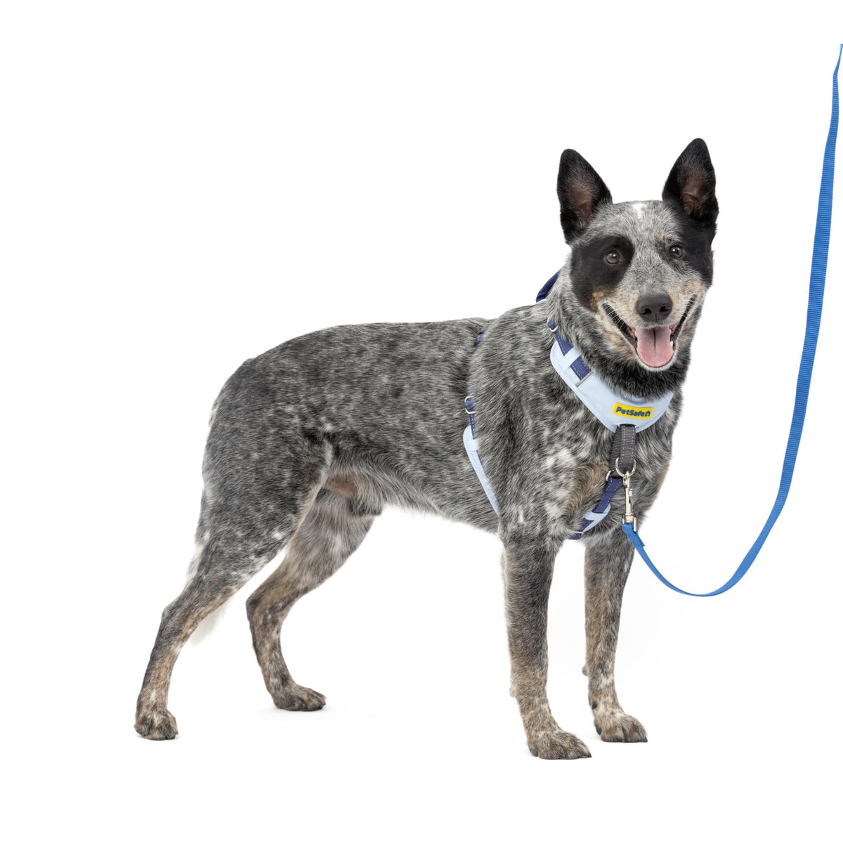 Petsafe Easy Walk Comfort No-Pull Dog Harness Full-Body Padding - Better Walks On The First Use - 5 Points Of Adjustment Medium/