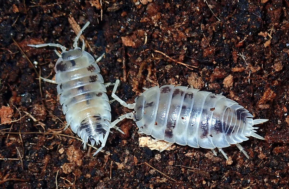 Josh'S Frogs Porcellio Laevis 'Dairy Cow' Isopods (10 Count)