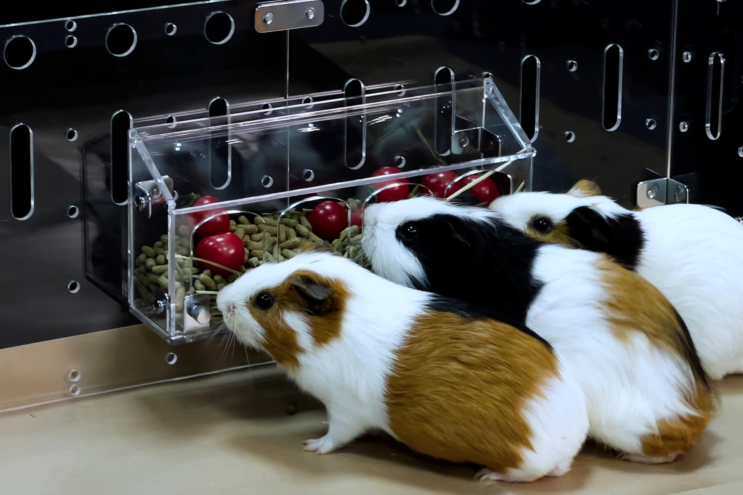 GuineaLoft Hop-Stop Harmony Feeder (Clear) - Patent-Pending Innovative Feeder Designed & Made by Seasoned Owners Who Tried Every