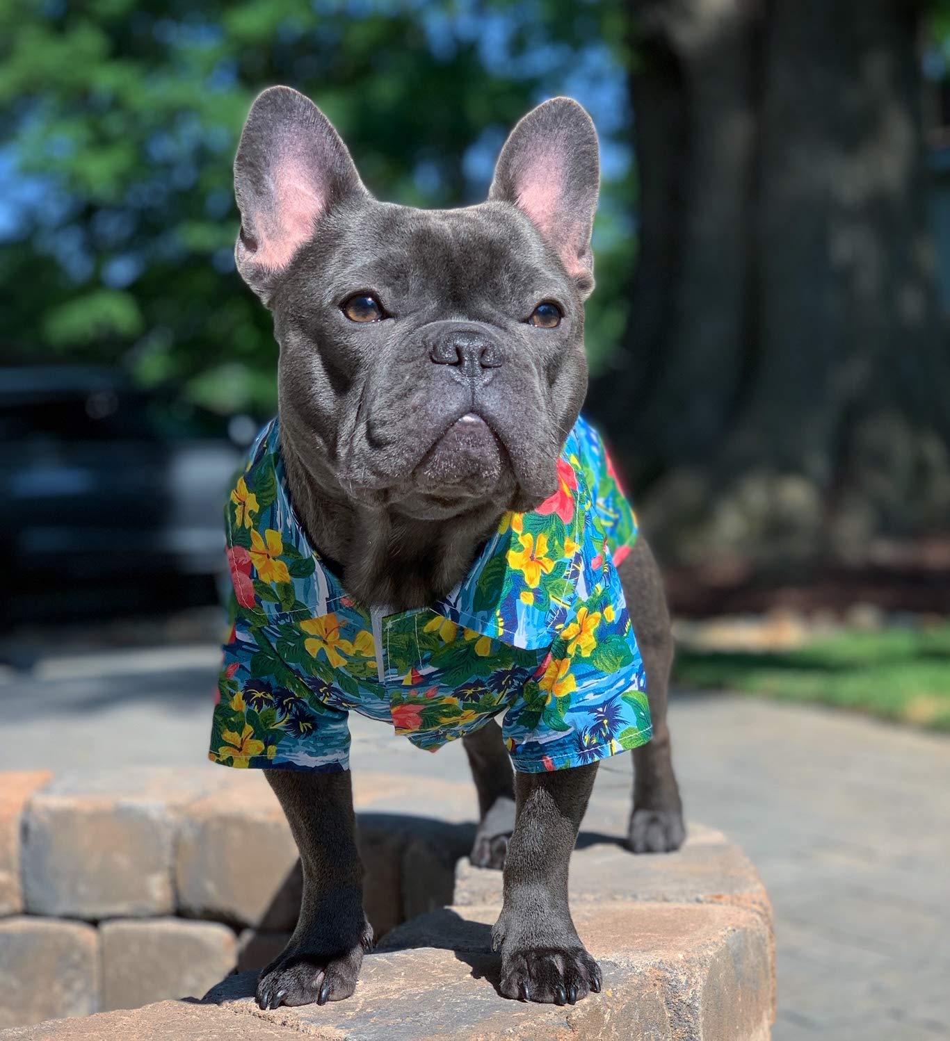 Parisian Pet Hawaiian Dog Shirt - Cotton Summer Clothes - Stylish Beach Outfit - Hook And Loop Closure - Machine Washable For La