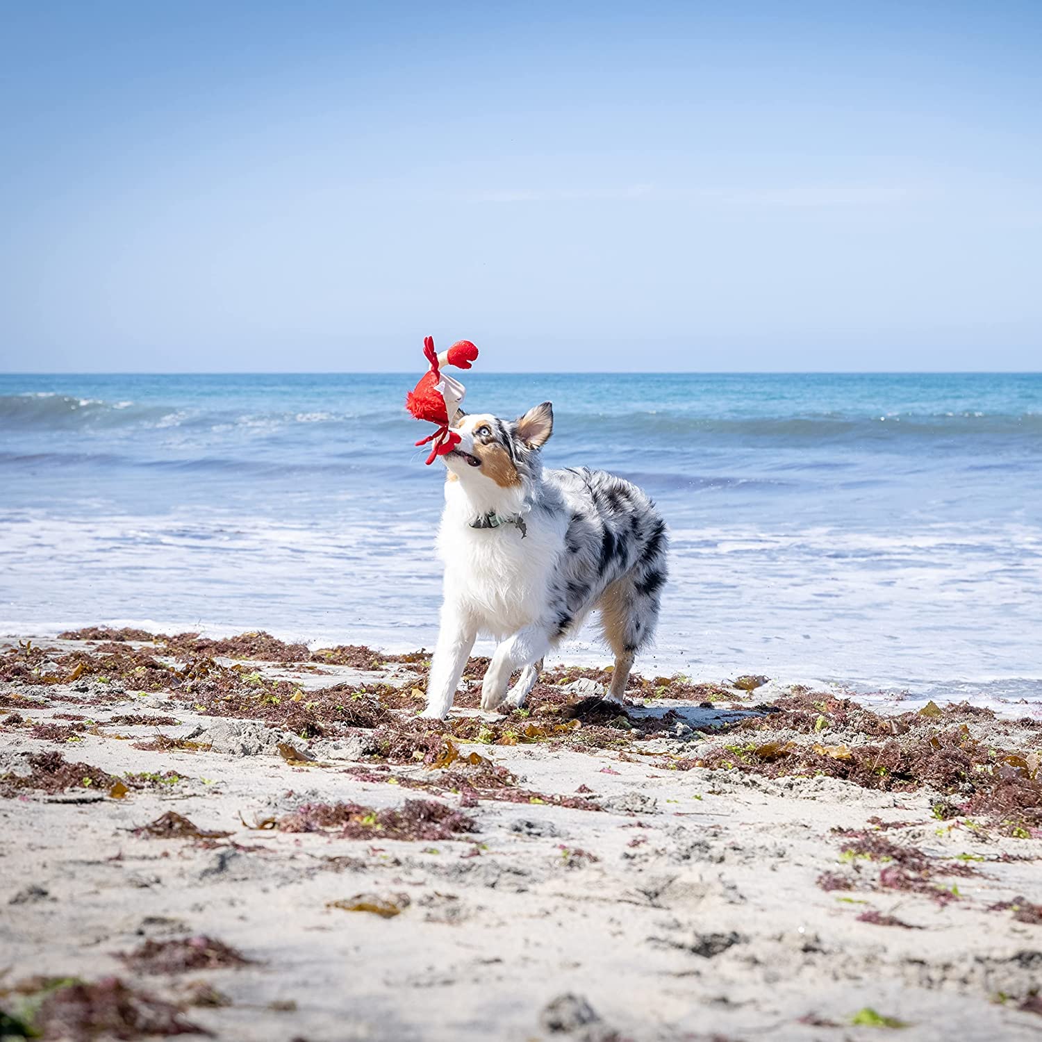 Hyper Pet Doggie Pal Crab Interactive Dog Toys (Unique Dog Toy That Wiggles, Vibrates And Barks   Plush Dog Toys For Boredom And