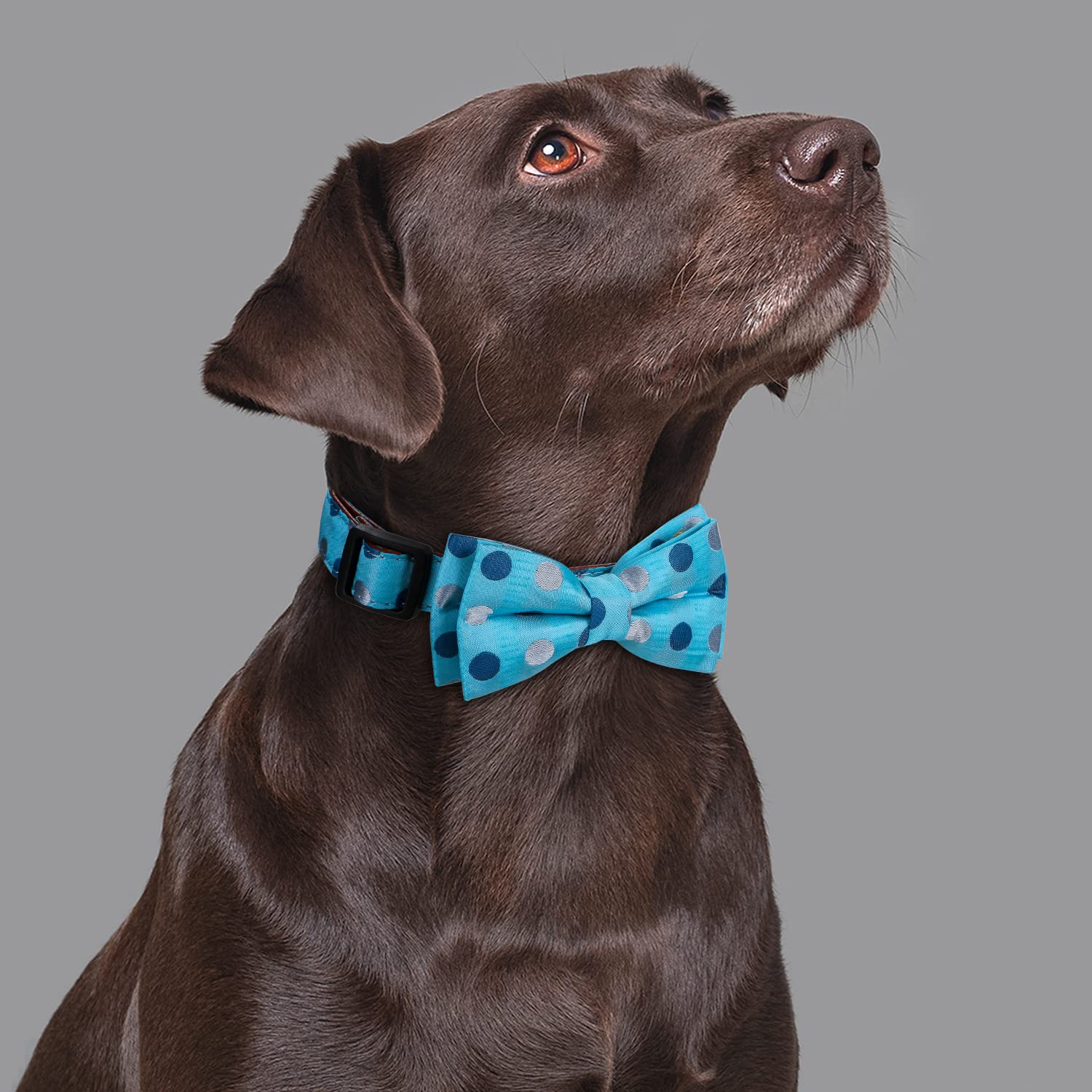 Rhea Rose Bowtie Dog Collar Blue Polka Dots Small