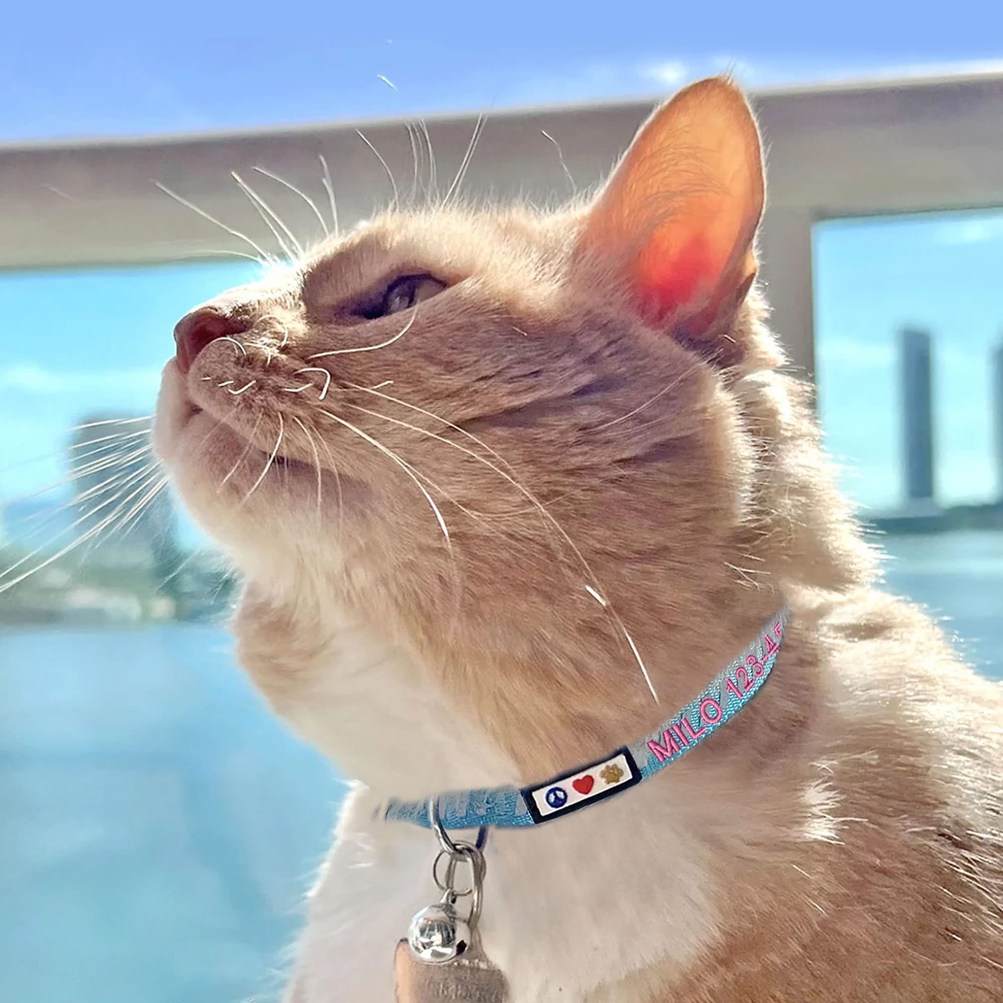Pawtitas Personalized Cat Collar With Breakaway Safety Release Buckle Adjustable Length | Cat Collar With Custom Embroidered For Your Pet'S Name And Phone Number | Teal Cat Collar With Removable Bell