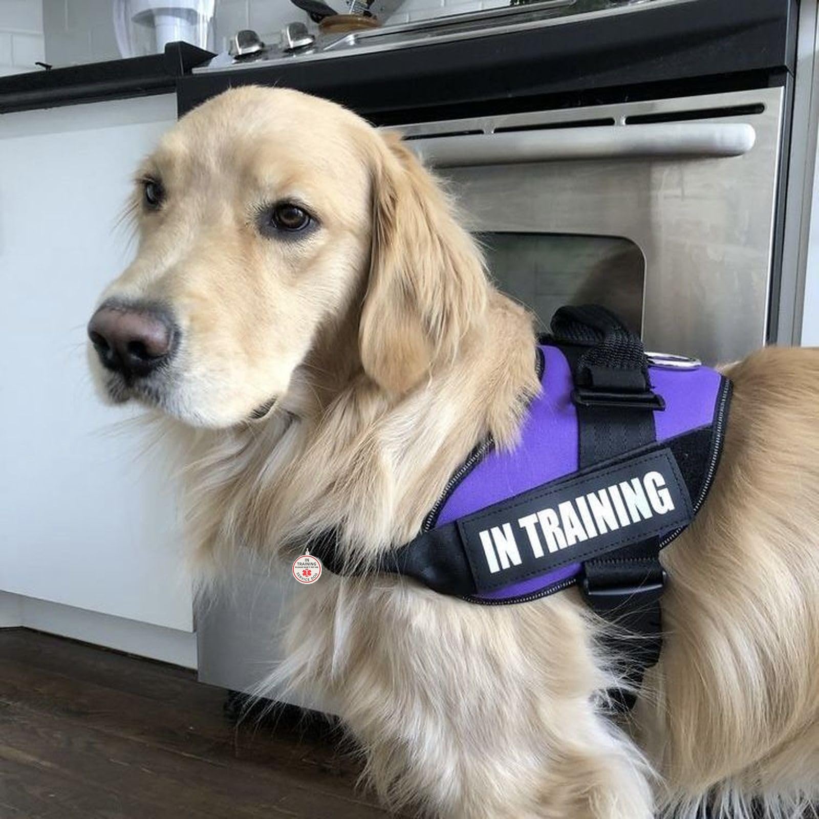 Service Dog In Training Tag For Harness, Id Tag Easily Attach To Dog Collar, Harness (Small)