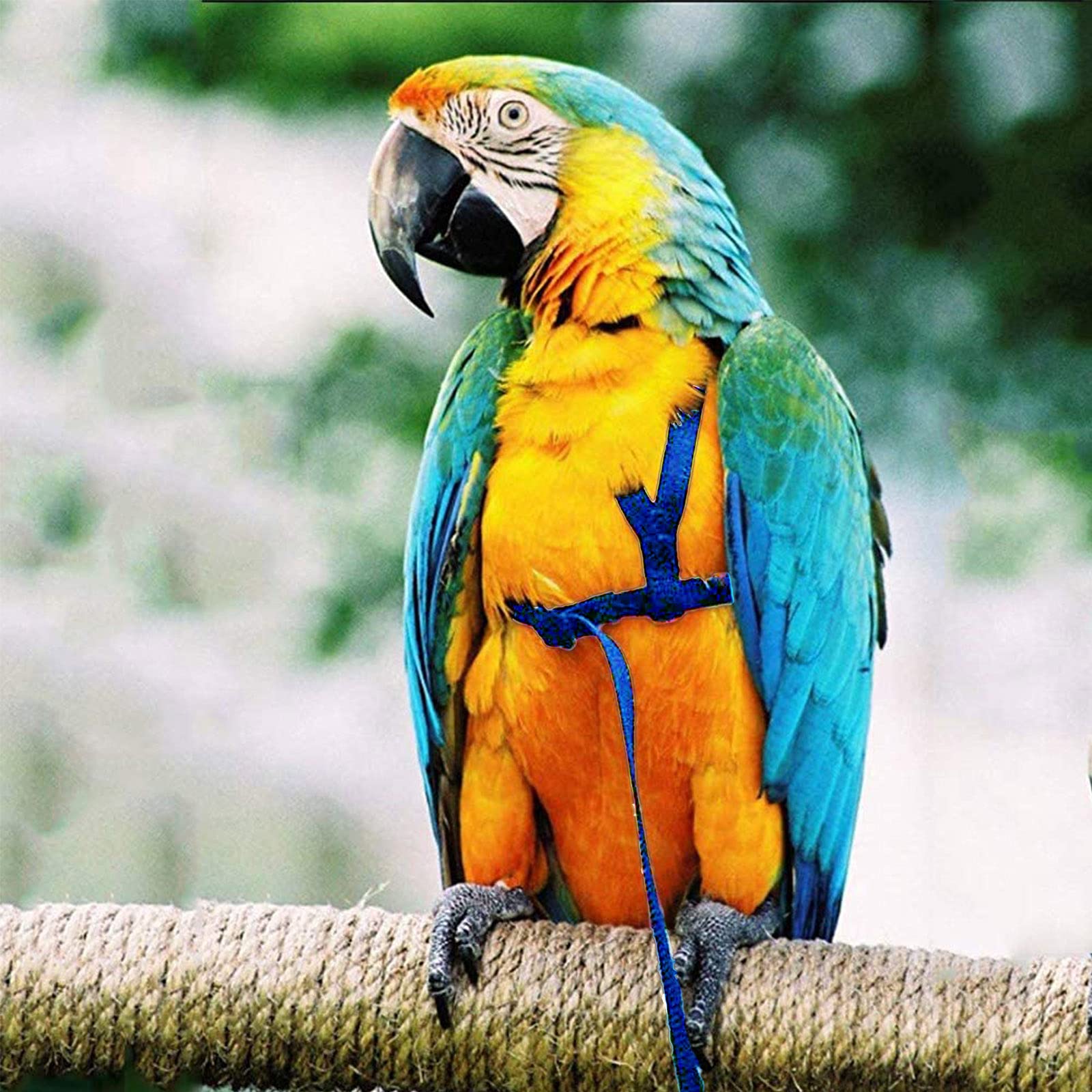 Dnoifne Pet Parrot Bird Harness And Leash, Adjustable Training Design Anti-Bite, Bird Nylon Rope With Cute Wing For Parrots, Suitable For Alexandrine, Scarlet, Keck, Mini Macaw & Same Size Bird (Blue)