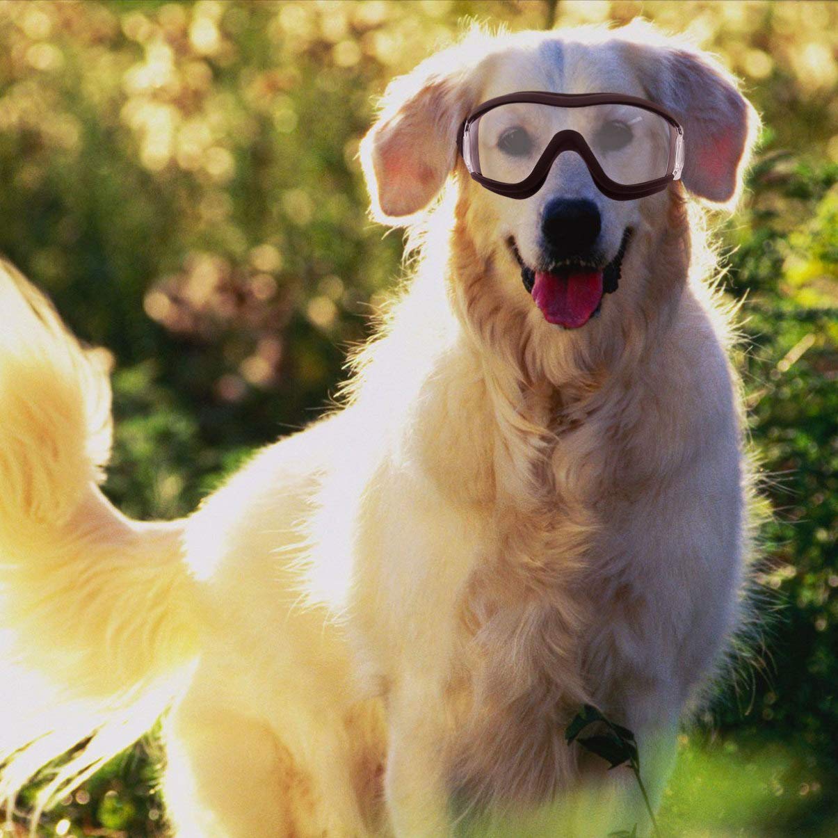 Ultechnovo Pet Goggles Eye Protective Glasses Anti-Uv,Windproof,Waterproof Eye Goggles For Medium-Sized Or Large Dog (Transparen
