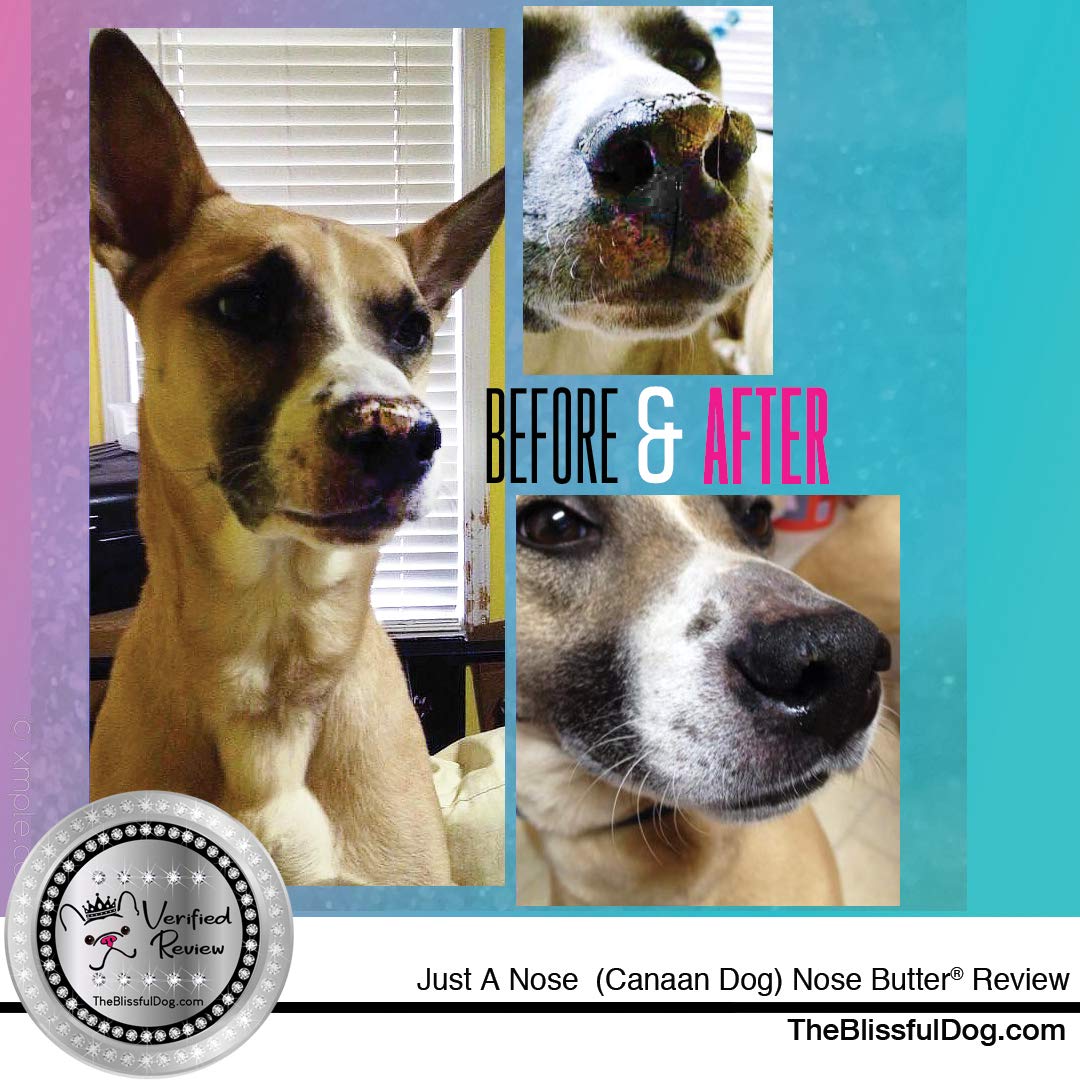 The Blissful Dog Mixed Breed Unscented Nose Butter - Dog Nose Butter, 4 Ounce