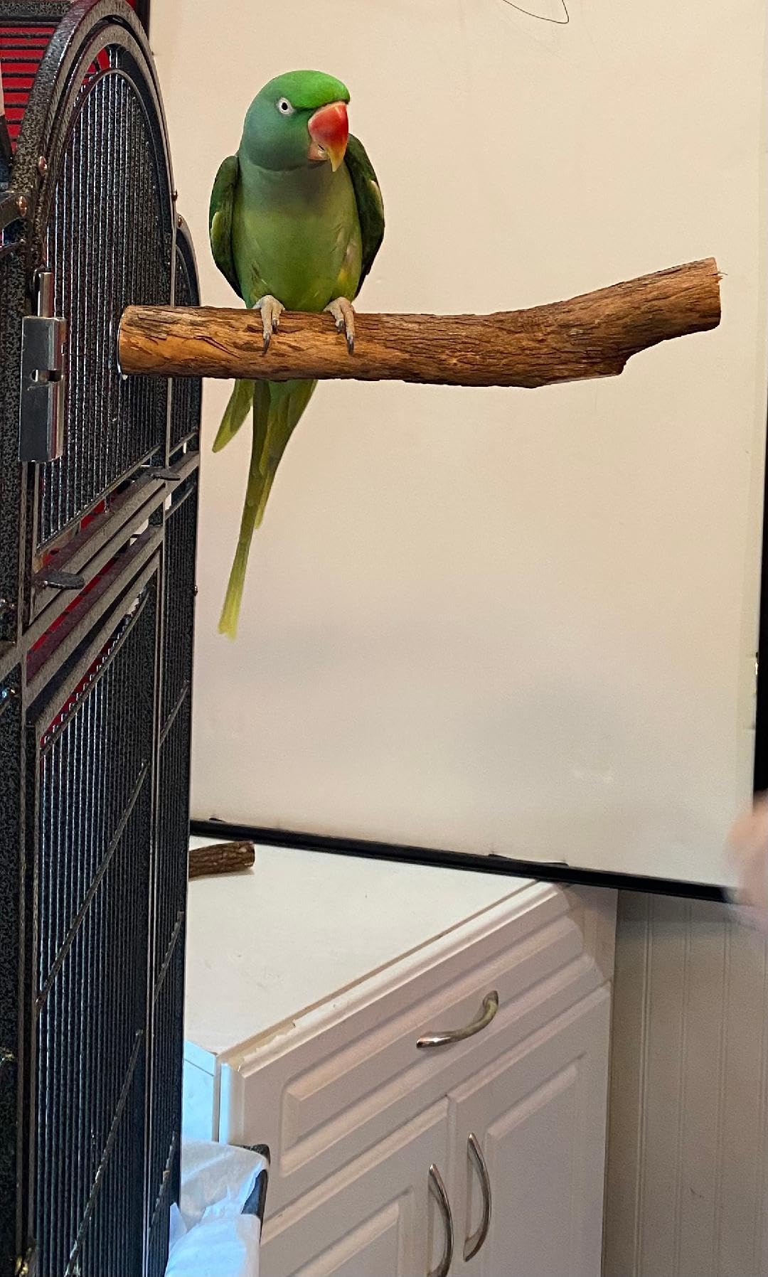 Polly'S Hardwood Bird Perch, Large