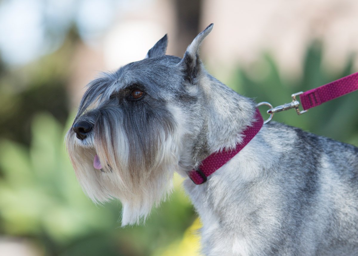 Lupinepet Eco 3/4' Berry 9-14' Adjustable Collar For Small Dogs