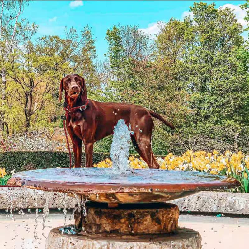 Yucforen 10Ft / 20Ft Long Slip Lead Dog Leash, 3/8' Thick Nylon Reflective Rope Anti-Choke Training Lead For Medium Large Dogs (20Ft * 3/8', Red)