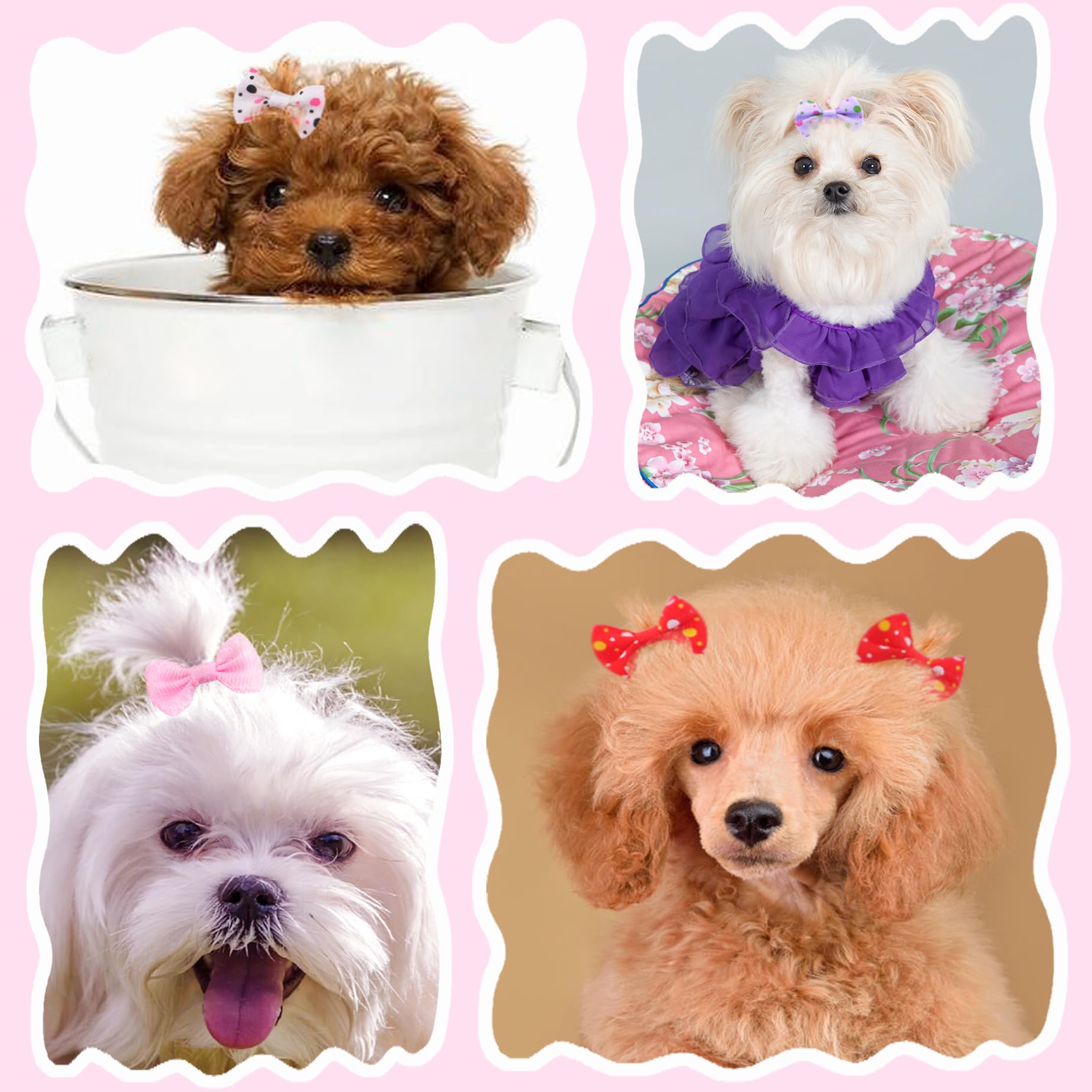 Puppy Hair Bows Small Dog: Mini Rubber Bands 60pcs