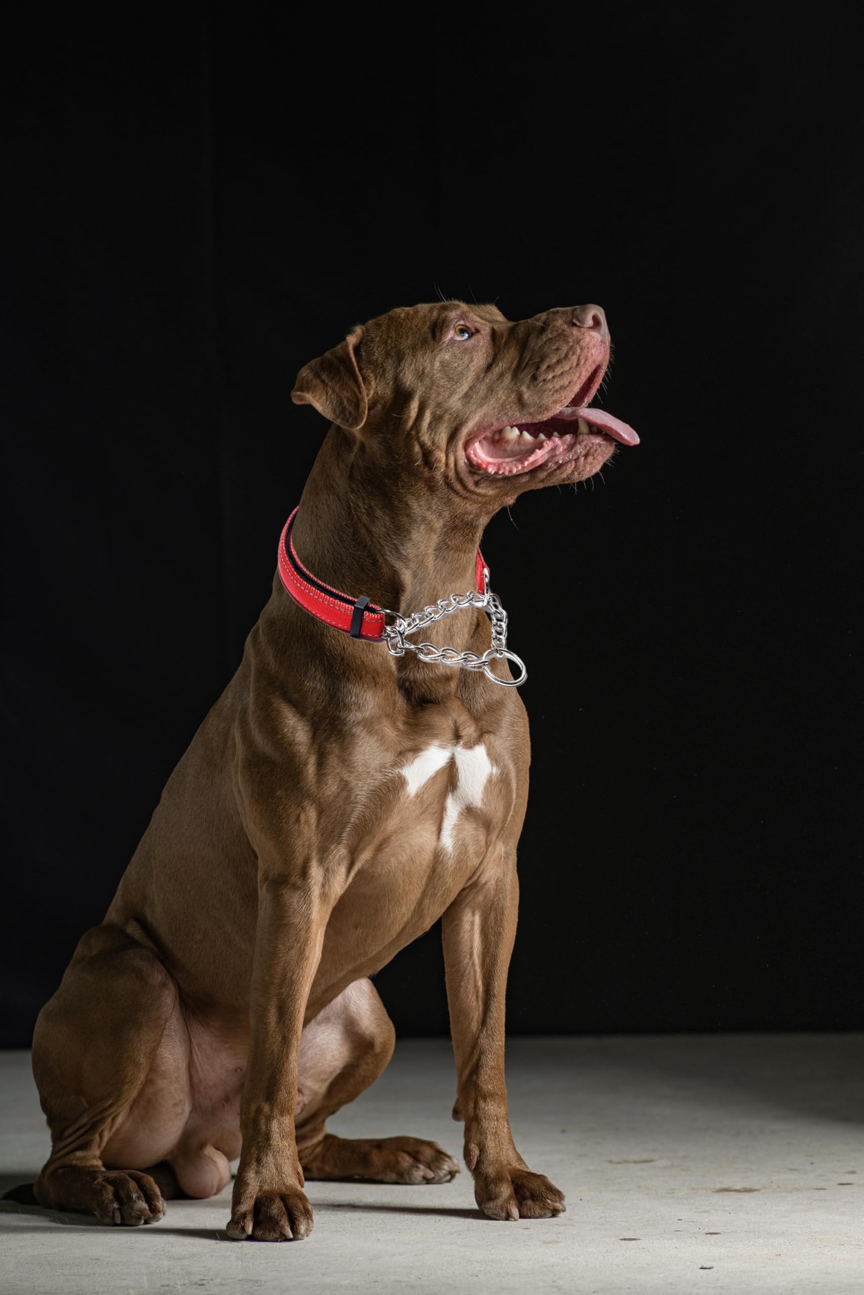 Orange Martingale Collar For Dogs, Reflective Nylon Dog Collar Adjustable Stainless Steel Chain Collar Female No Pull Pet Traini