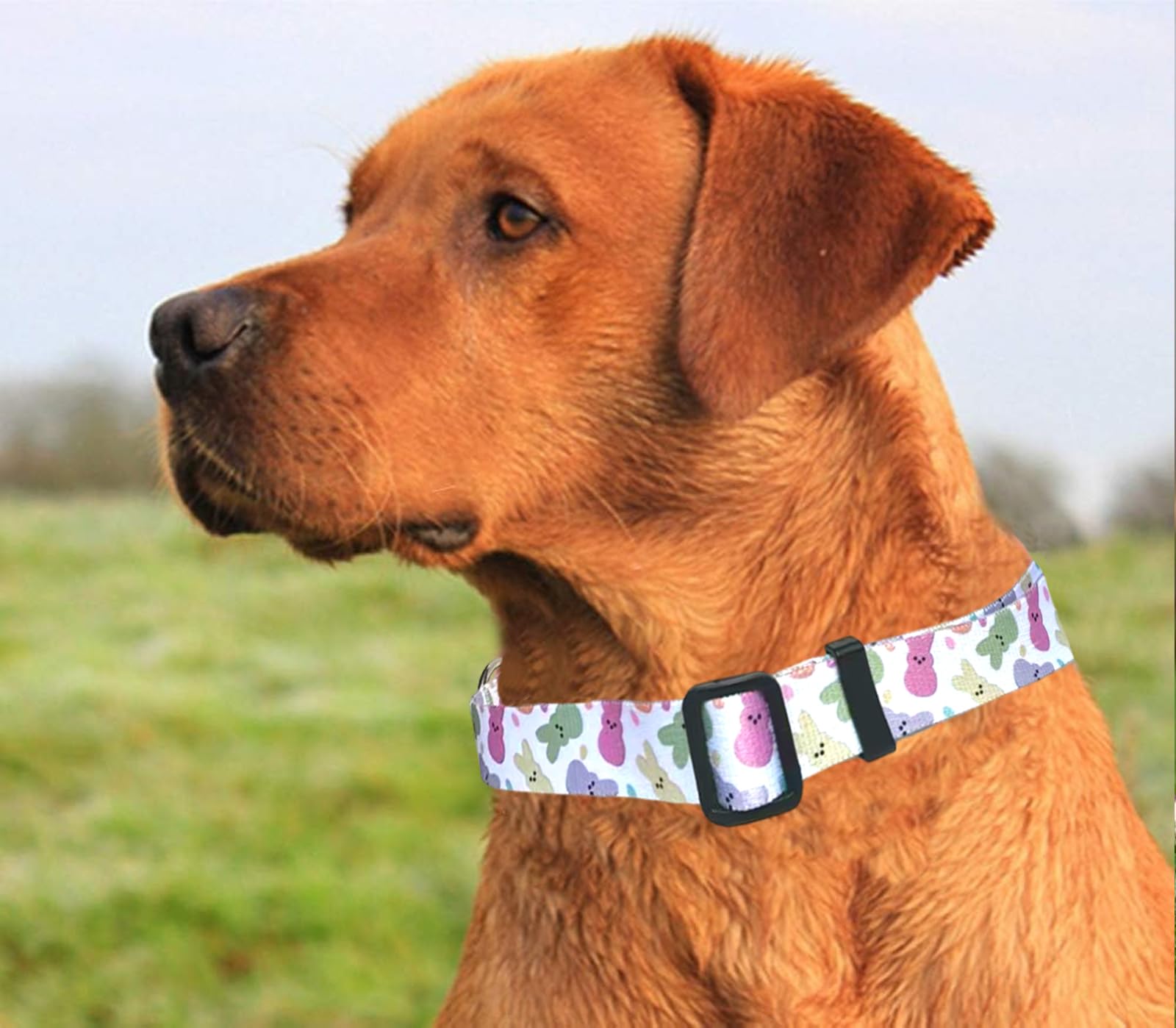 Easter Dog Collar Cat Collars - Peeps Eggs Print Puppy Collar With Buckle - Adjustable Holiday Party Pet Collars For Small Mediu