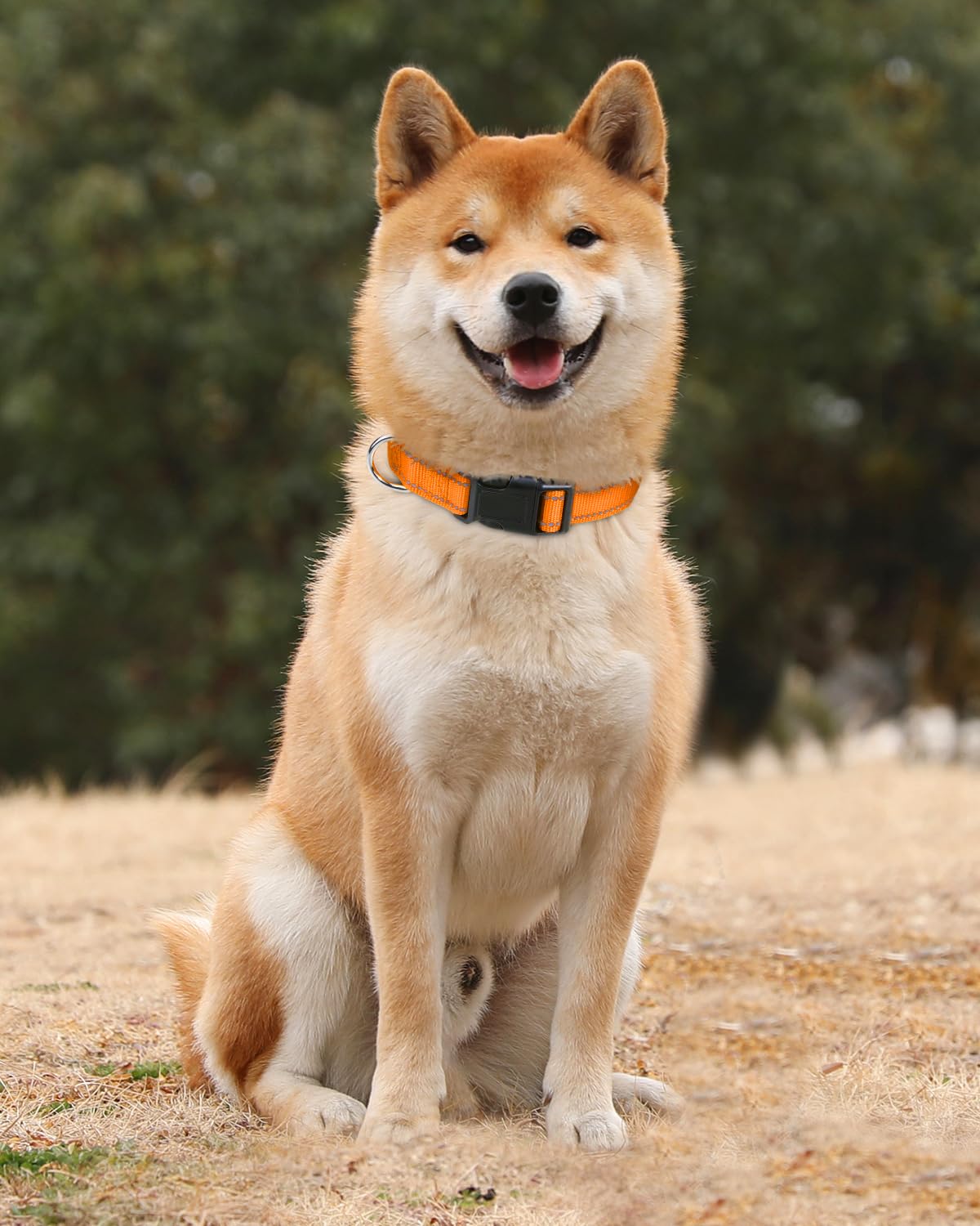 Tagme Reflective Nylon Dog Collars, Adjustable Classic Dog Collar With Quick Release Buckle For Medium Dogs, Orange, 1.0' Width
