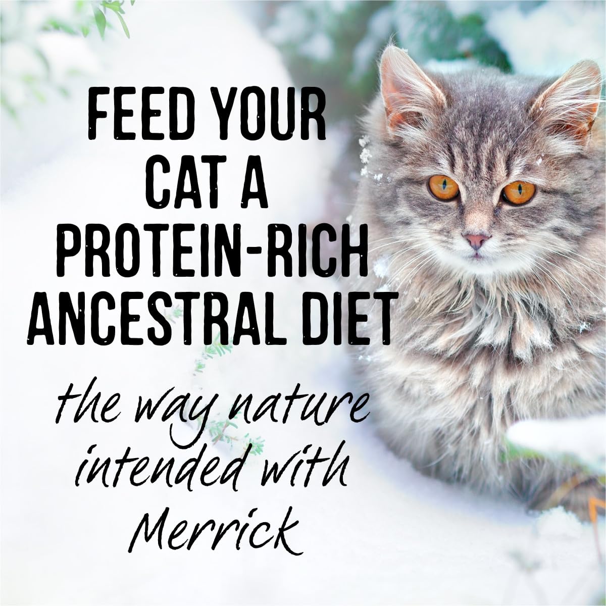Merrick Backcountry Grain Free Wet Cat Food, Whitefish Recipe, 3 oz. Pouches, Pack of 24, High Protein, Gluten Free