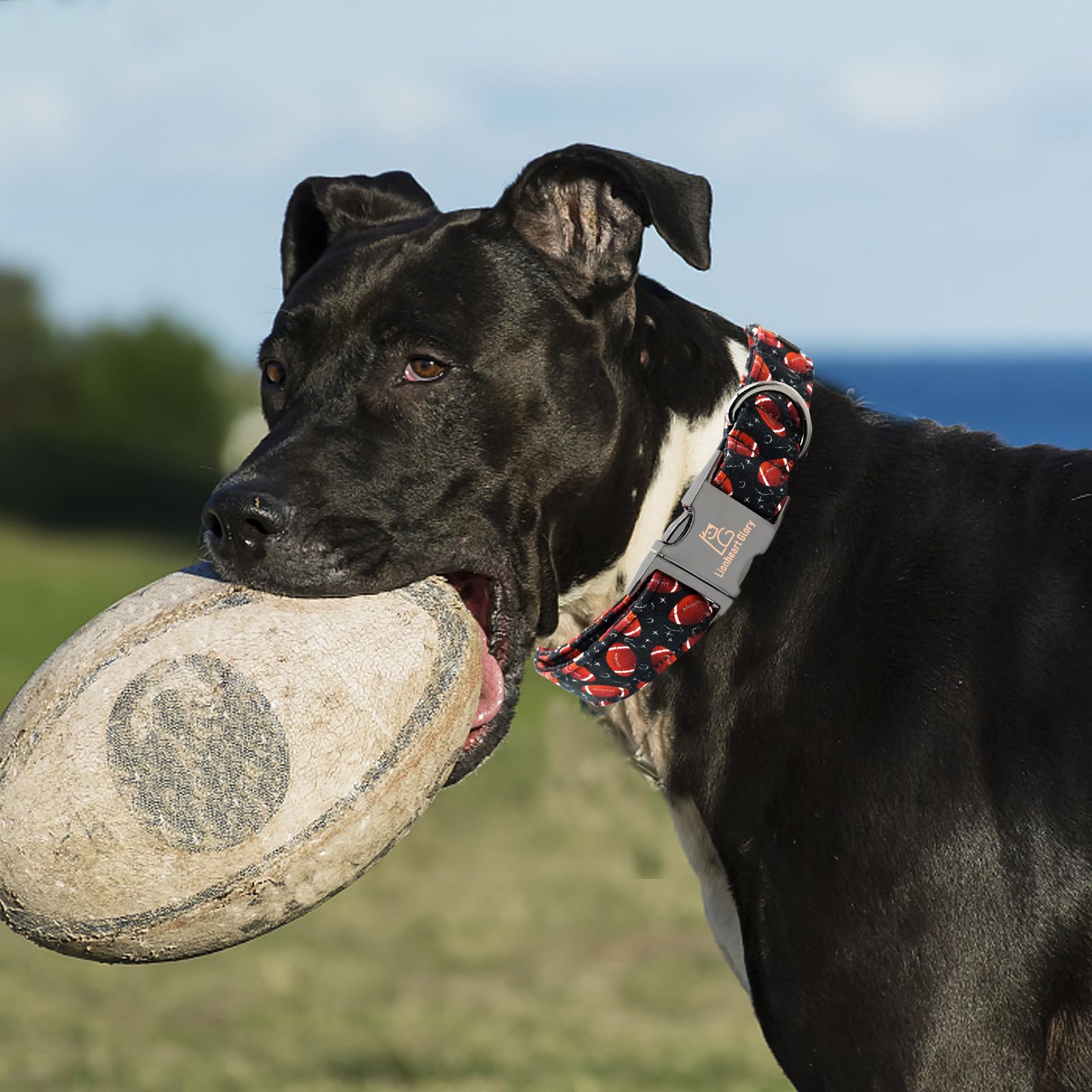 Lionheart Glory Dog Collar - Rugby Print, Soft, Durable, Adjustable, Comfortable, Handmade For Small Dogs - Gift