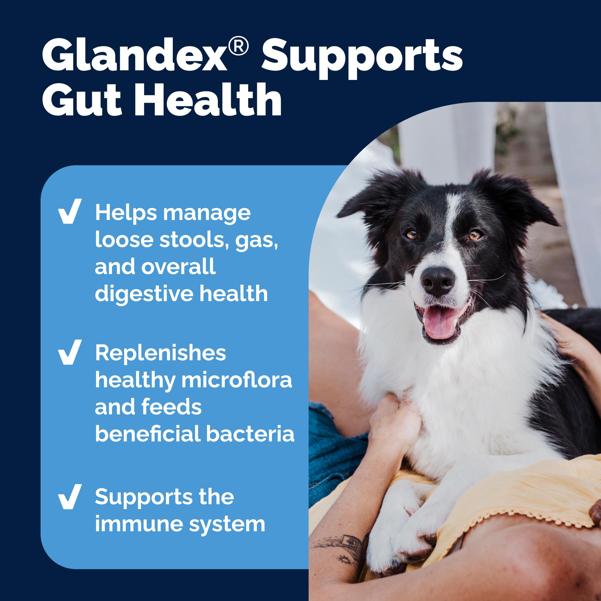 Vetnique Glandex Daily Probiotics for Dogs with Prebiotics to Support Gut Health with Fiber and Digestive Enzymes, Probiotic Che