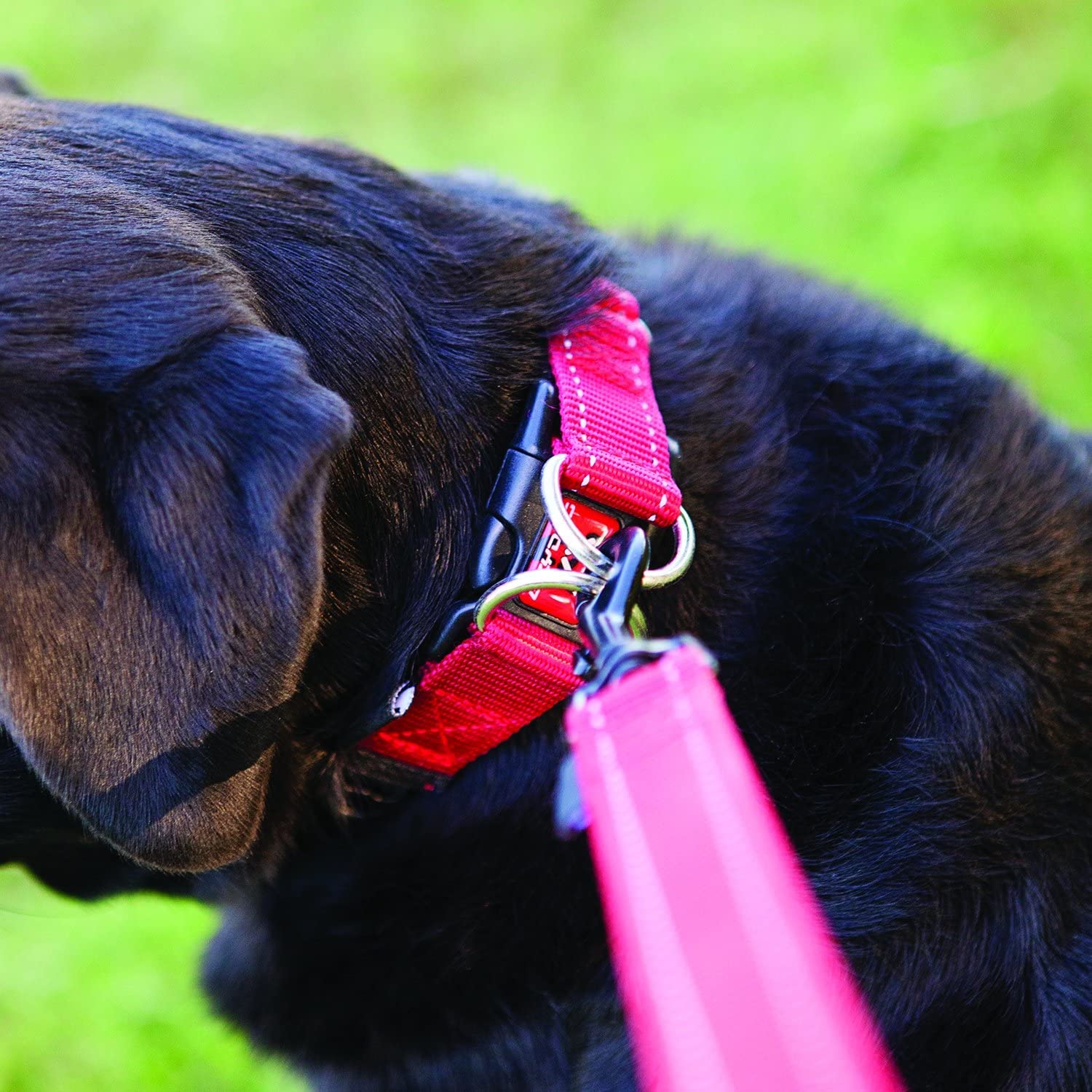Ezydog Double Up Premium Nylon Dog Collar With Reflective Stitching - Double D-Rings For Superior Strength, Safety, And Comfortability - Non-Rusting And Includes An Id Attachment (Small, Purple)