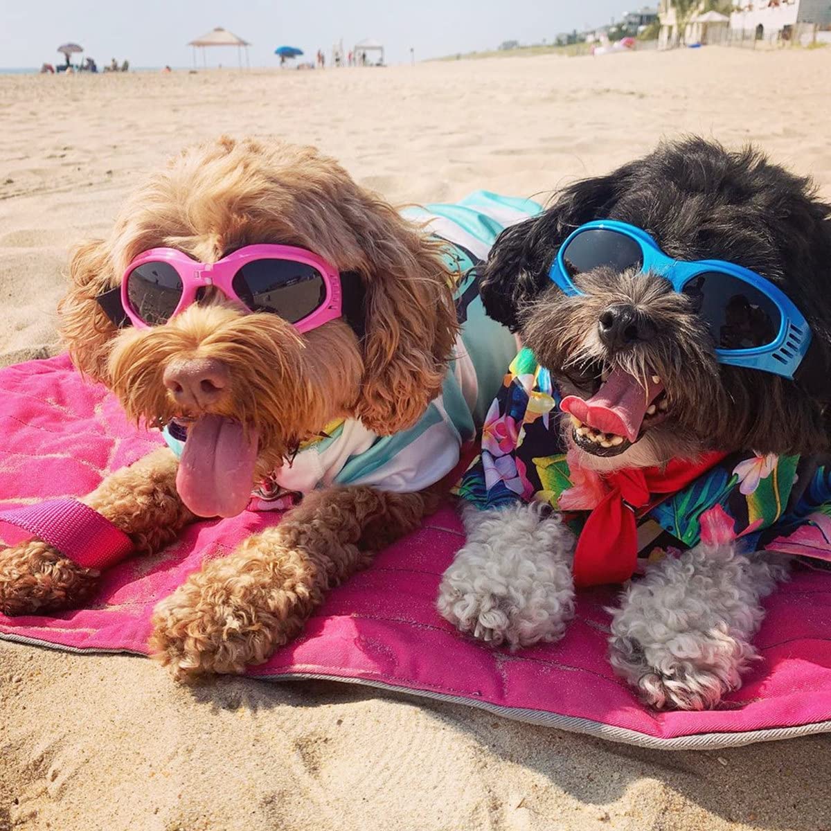 Namsan Dog Sunglasses Medium Breed Uv Protection Dog Goggles For Small To Medium Dogs Windproof Anti-Fog Snowproof Puppy Glasses, Easy Wear/Adjustable (Blue)