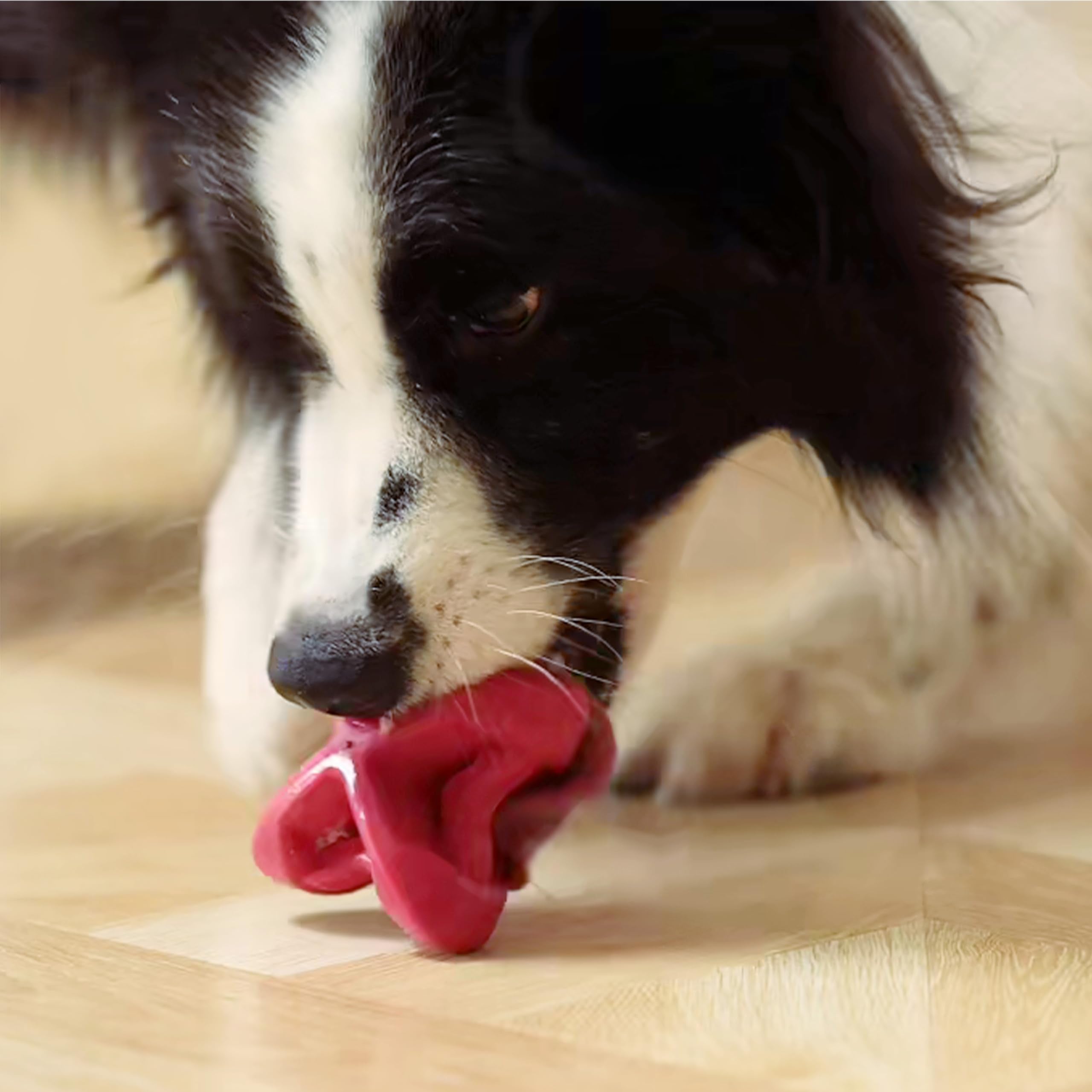 Petdreamhouse Chewtastic Geometrics Natural Rubber Enrichment Dog Toy Geo-Astrorolly Red, Engaging Rolling And Unpredictable Bou