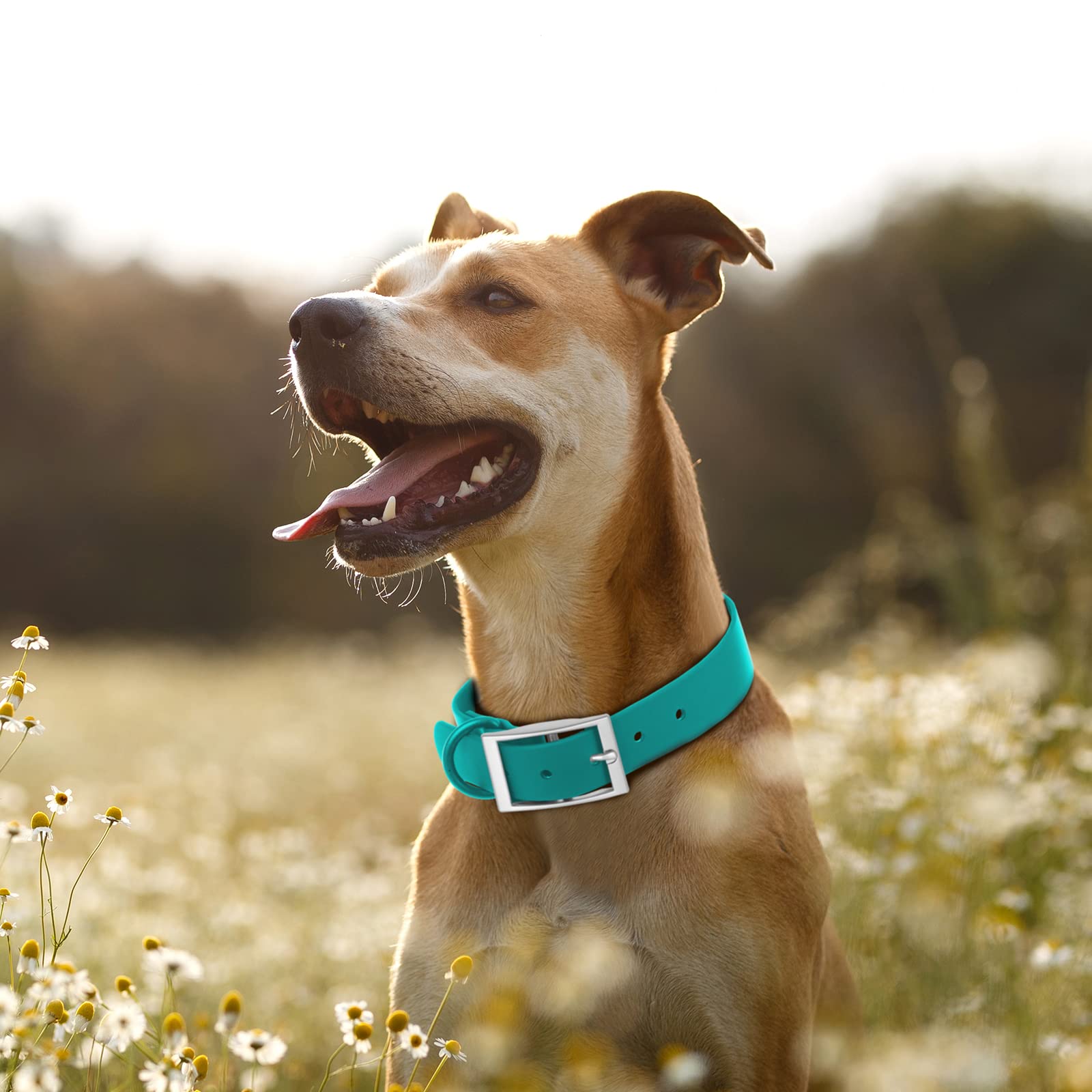 Wisedog Waterproof Dog Collar: Multiple Adjust 8.5” To 32.6”, Soft Rubber Coated Webbing, Easy To Clean, For Small Medium Large Dogs (M(Length:12'-16'; Width:0.8'), Emerald Green)