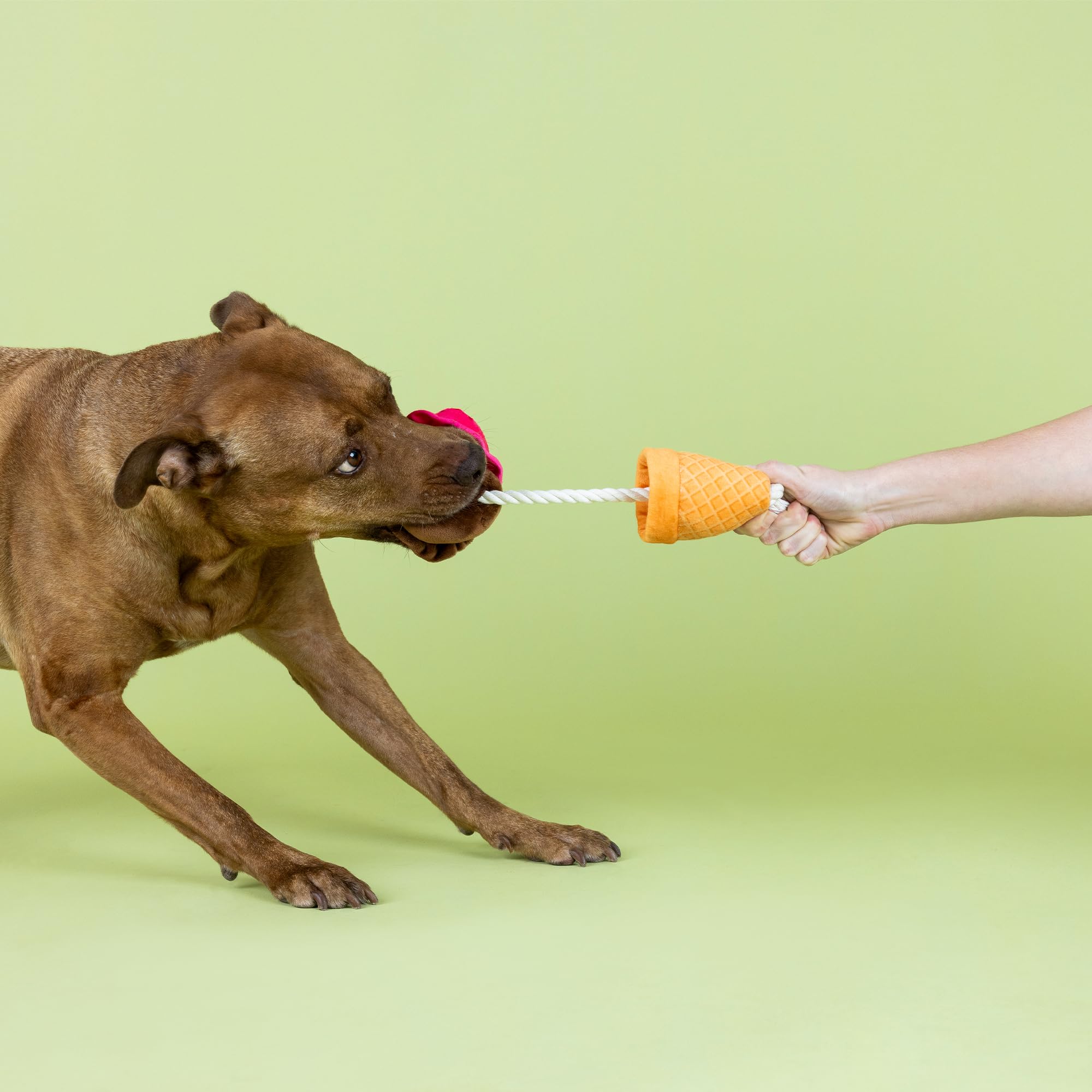 Fringe Studio ''Losing Cone-TROL Plush Dog Toy, Pet Shop Collection (314433)