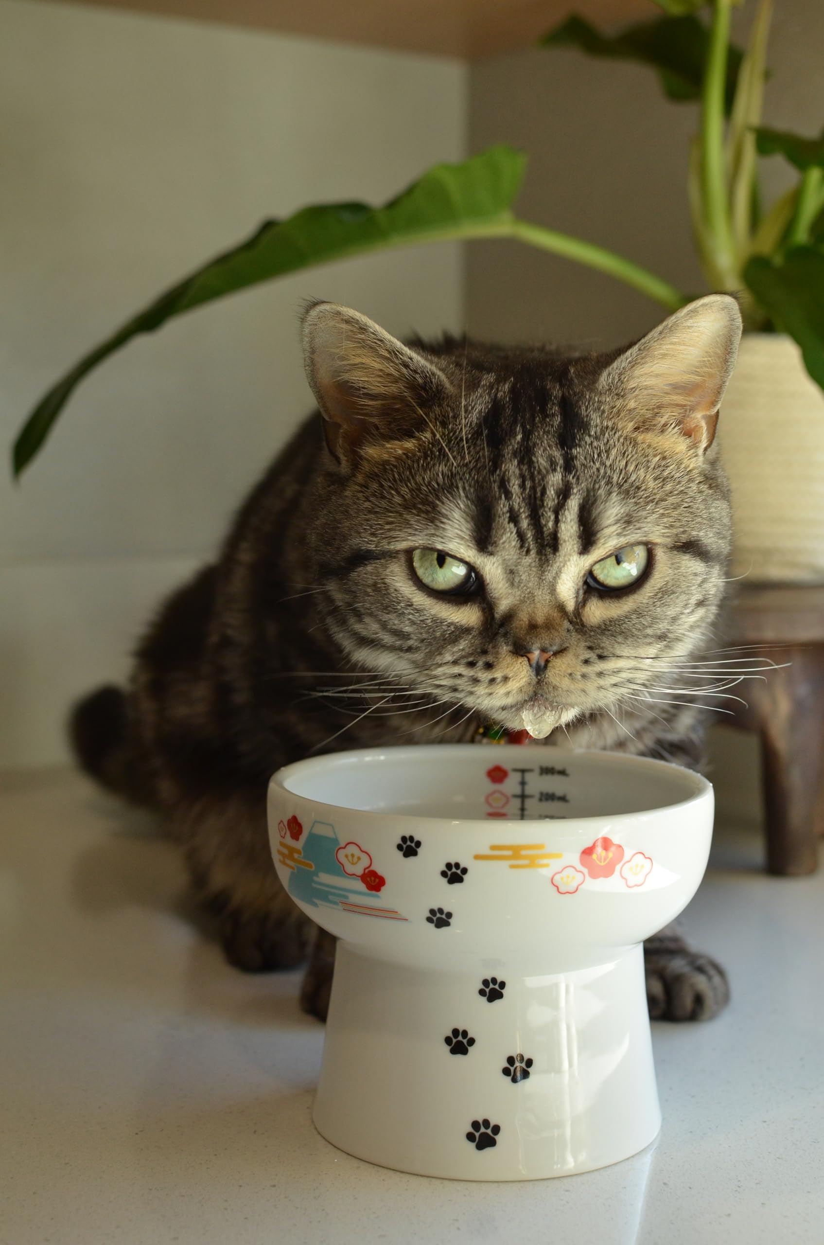 Necoichi Elevated Ceramic Cat Bowls for Indoor Cats - Raised Cat Food Bowl, Cat Water Bowl, Cute Lifted Cat Dishes for Food, Whi