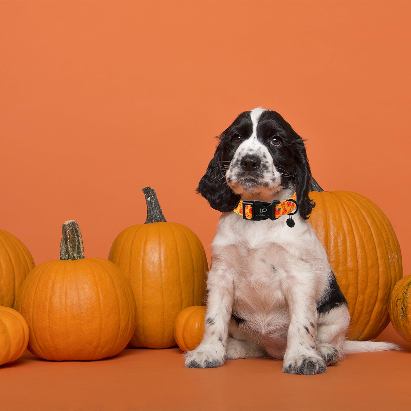 Up Urara Pup Halloween Pumpkin Dog Collar,Lightweight Orange Halloween Puppy Collar With Plastic Buckle,Fancy For Dogs,Suitable