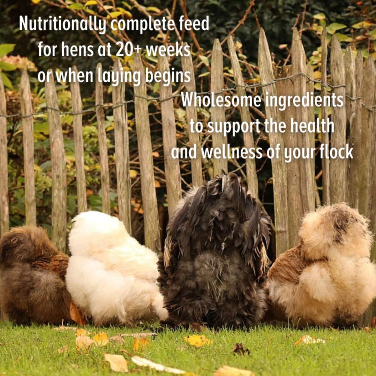 Scratch and Peck Feeds Whole Grain Layer Mash Chicken and Duck Feed - 40 lbs Bag - Corn-Free and Soy-Free - 16% Protein, Certifi