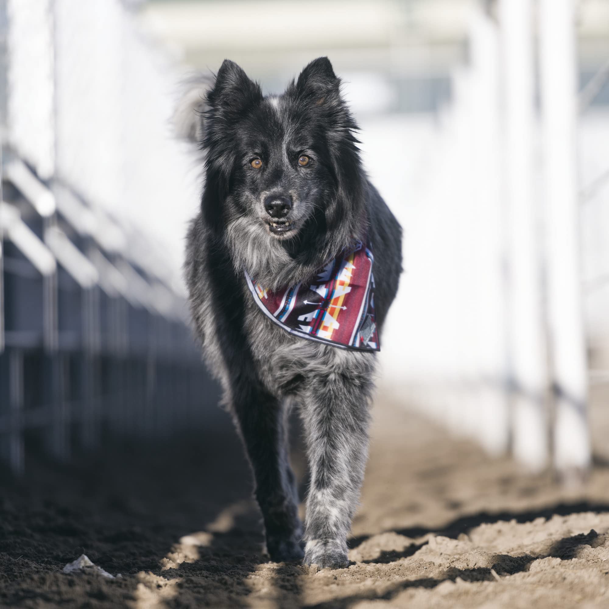Hooey Mercantile Dog Bandana, Durable Polyester Dog Bandana With Graphic-Inspired Prints, Ombre Aztec, One Size
