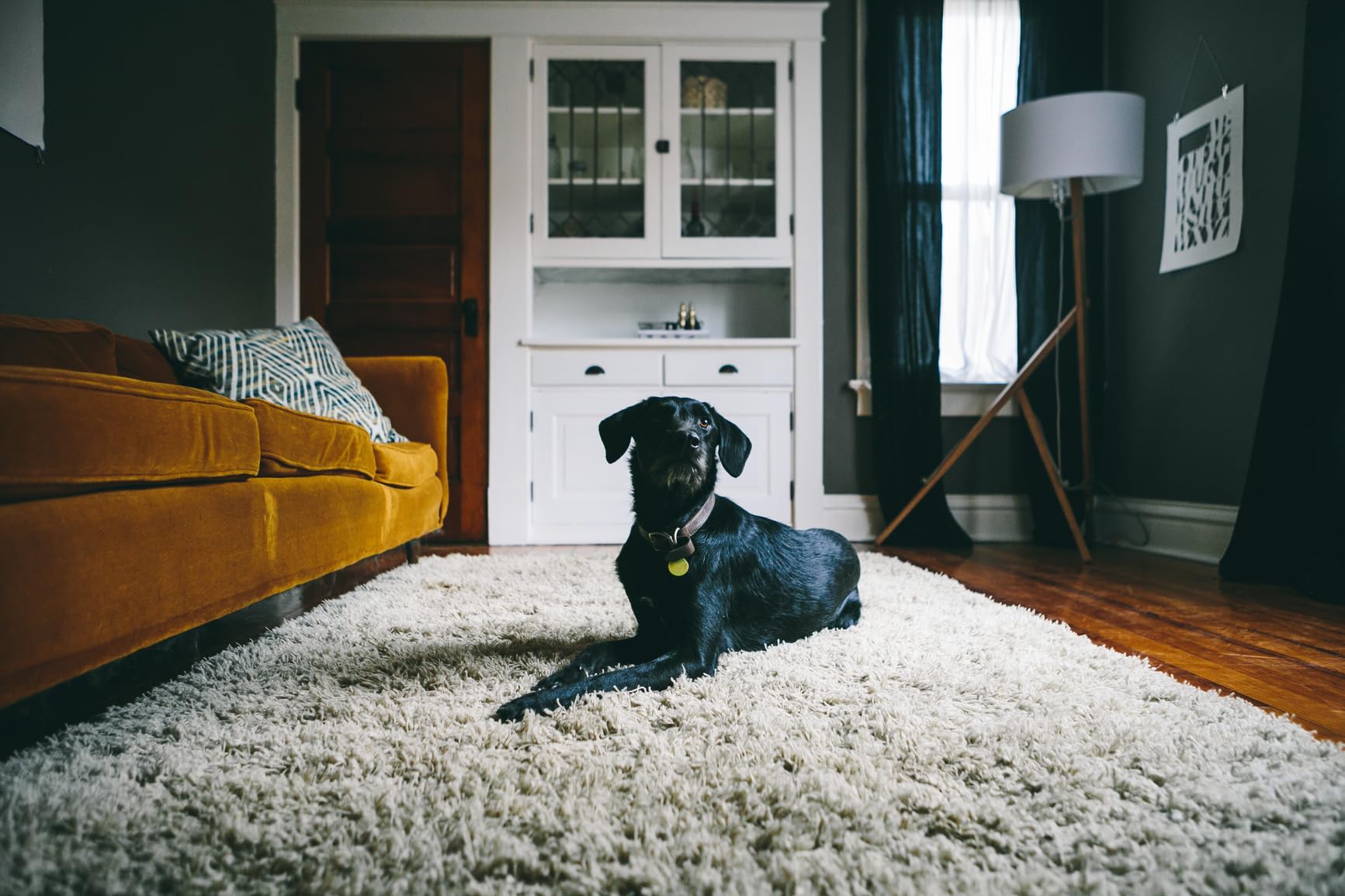 Oxiclean® Carpet Pet Stain Remover 24Oz