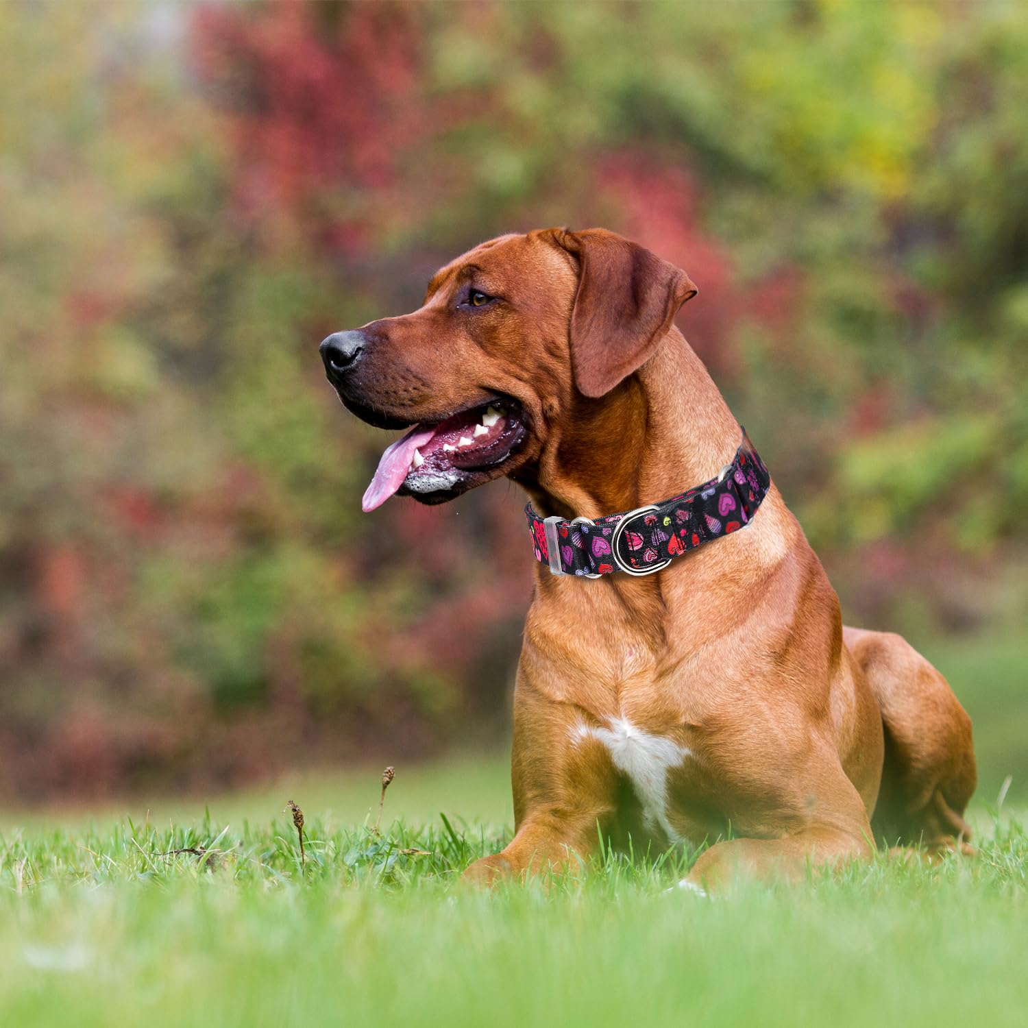 Martingale Dog Collar For Small Medium Large Dogs, Adjustable Training No Pull Dog Collar With Special Heart Love Design (S)