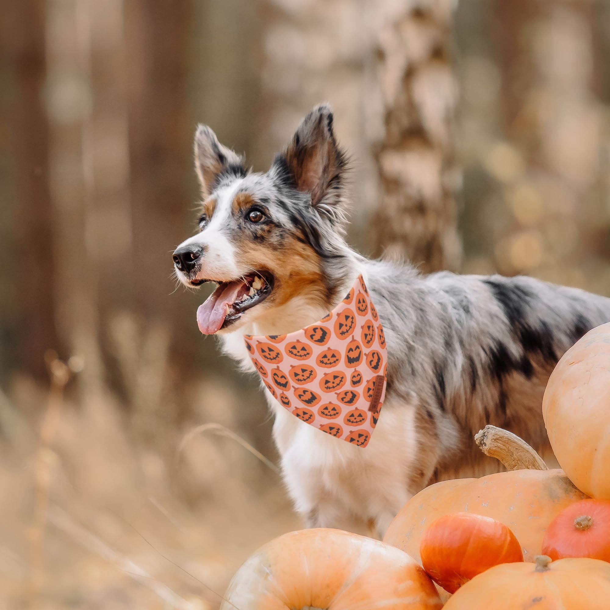 ADOGGYGO Halloween Dog Bandana, Pumpkin Ghost Pet Scarf, Premium Durable Fabric, Adjustable Fit Halloween Bandanas for Medium La