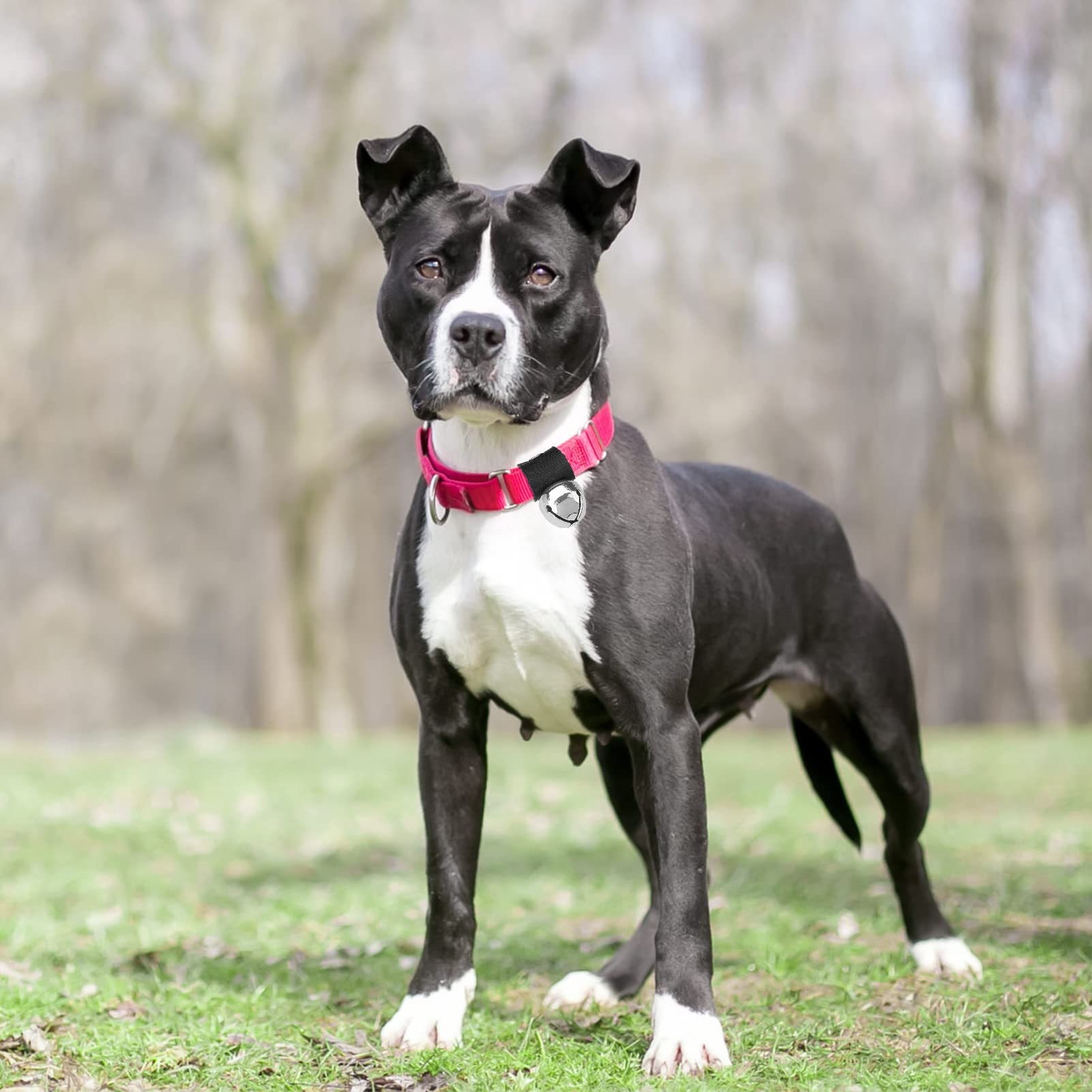 Scenereal Dog Collar Bell For Training, Hiking, Walking, Hunting, Pet Tracker, 2 Pack 1.0' Extra Loud Pet Bell For Save Wildlife And Birds (Bear Bell, Cow Bell) Gold | Silver For Small Medium Dogs