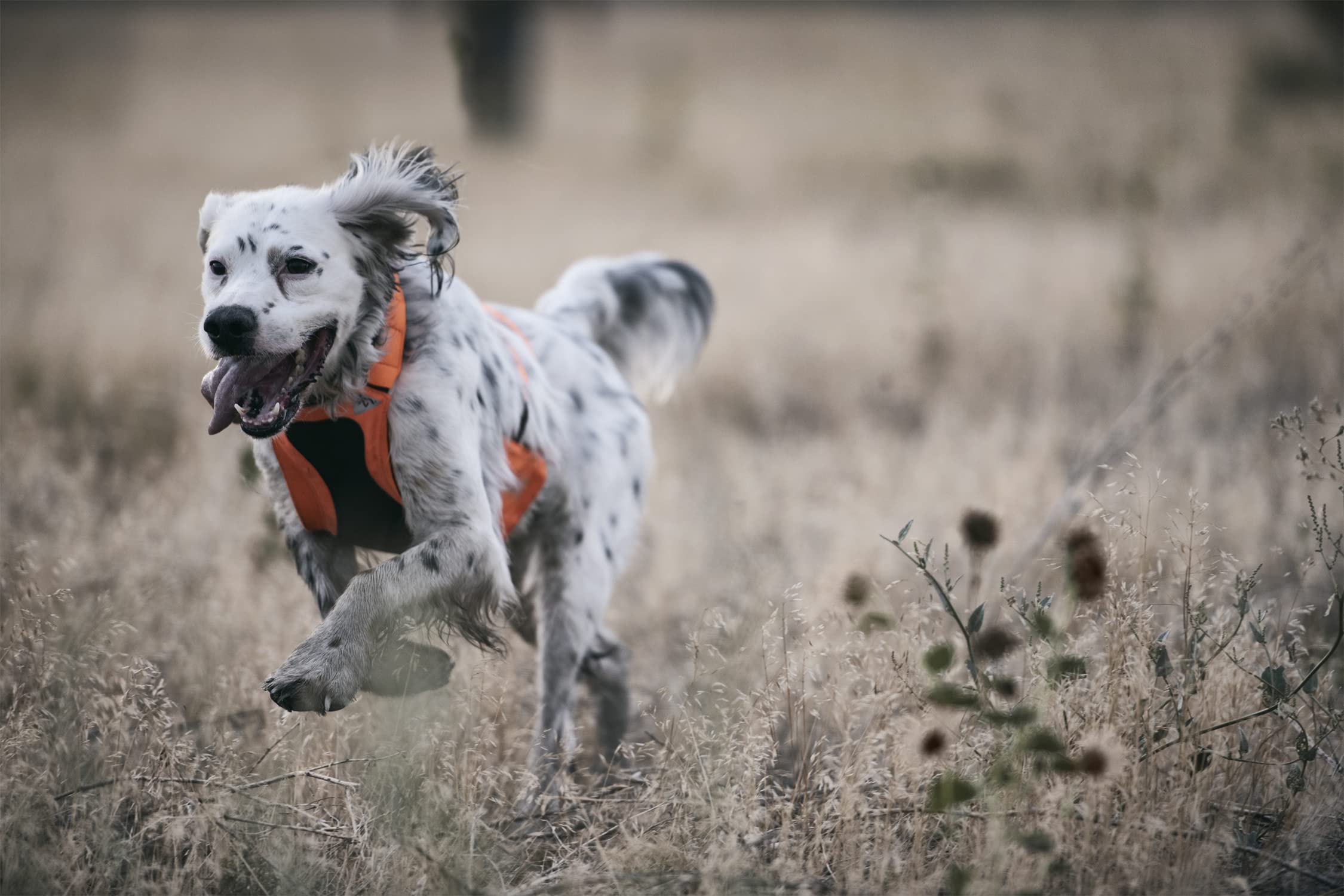 Browning Dog Protection Vest Dog Hunting Vest, Safety Orange, Medium