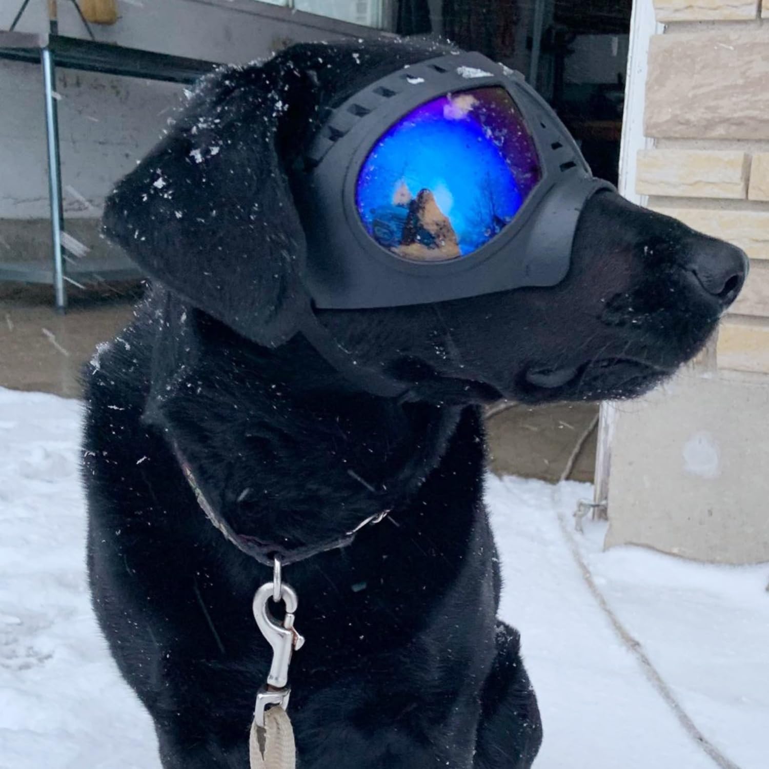 NAMSAN Dog Goggles - Large, Soft Frame, Anti-UV Sunglasses, Clear Blue Lens, Model LS19-Goggles-03-Clear, Eye Protection for Summer & Winter