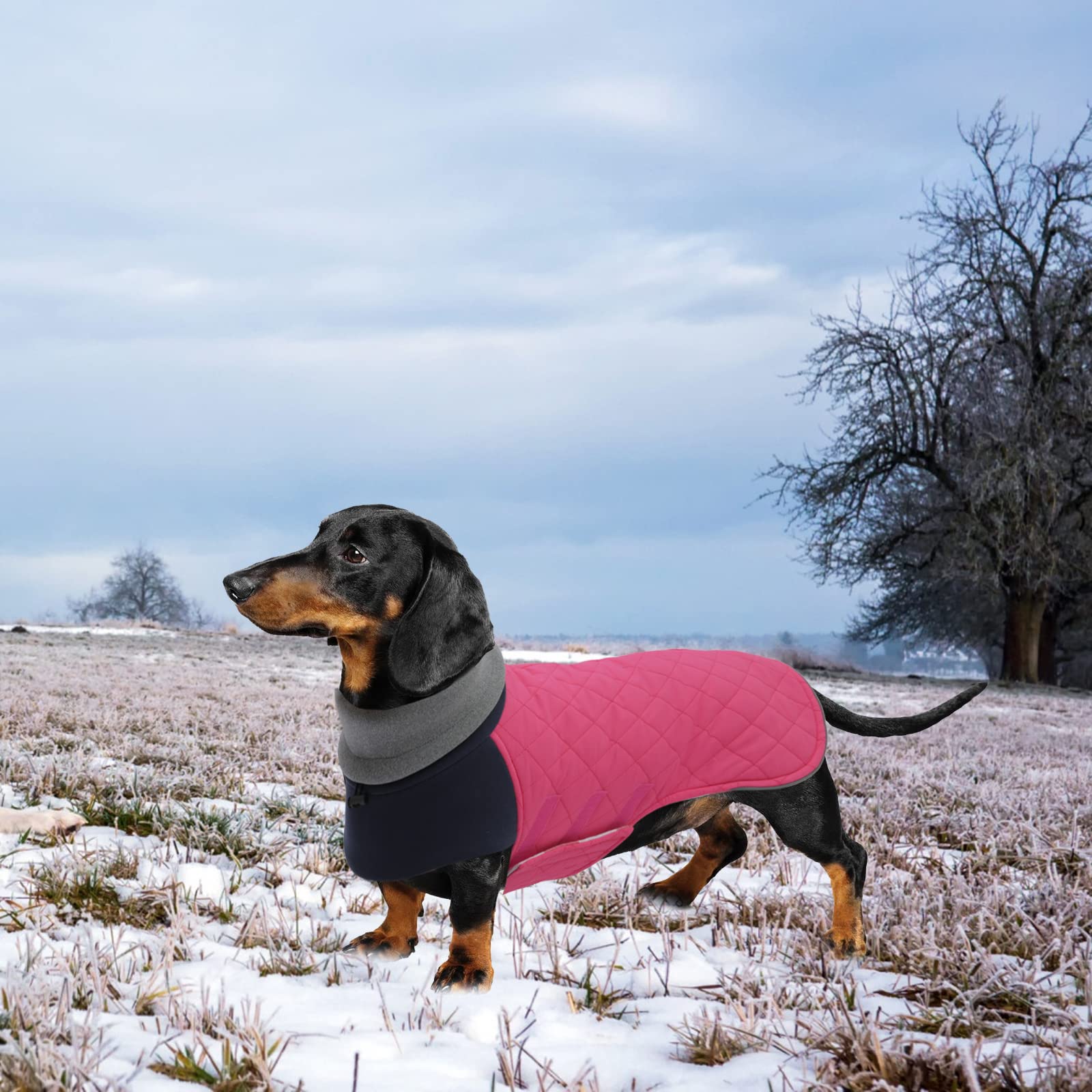 Geyecete Dachshund Coat,Dachshund Winter Coat,Warm Dachshund Coat Waterproof Windproof, High Neckine String Holes Miniature Dachshund Jacket For Small Dog-Pink-Xl