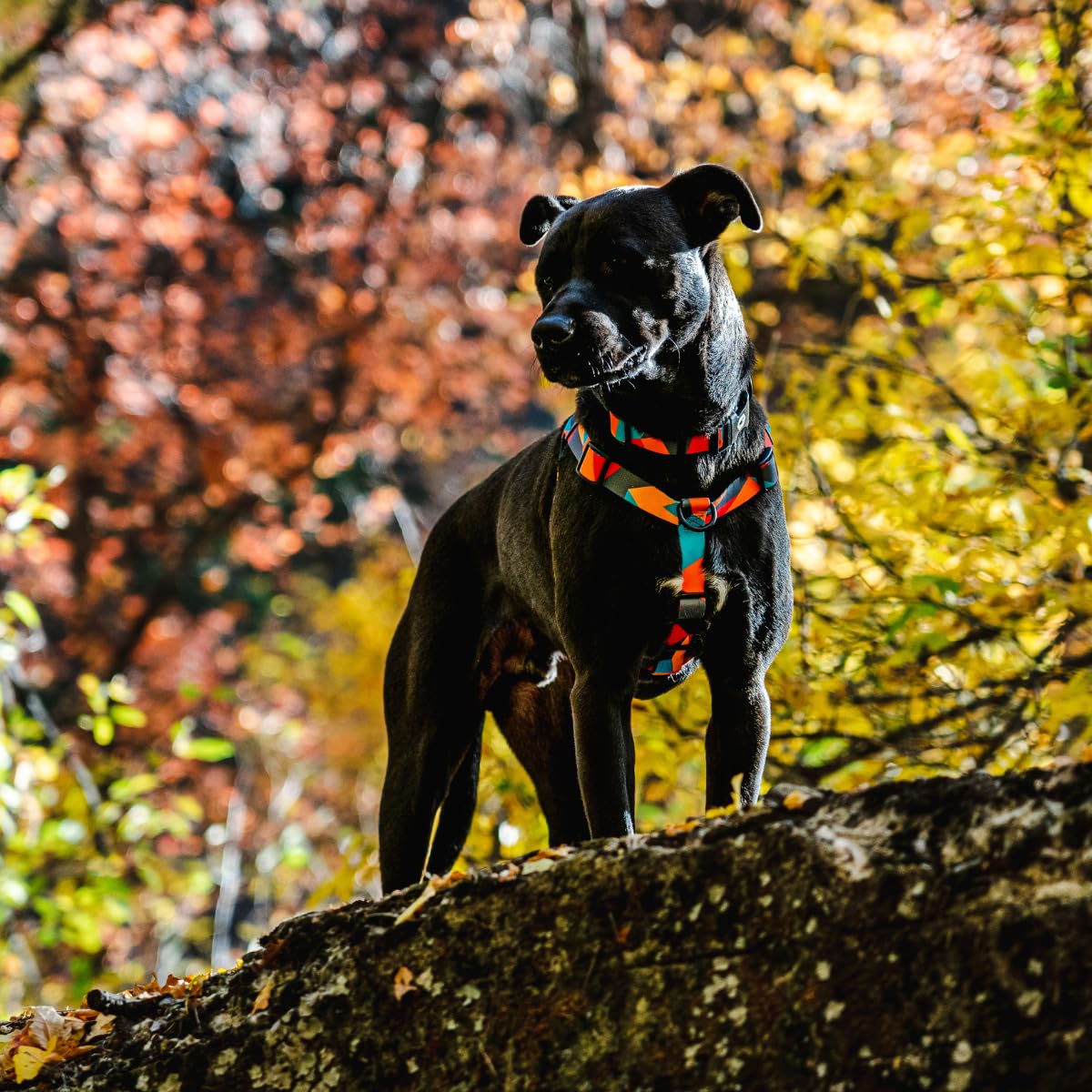 Wolfgang Heavy Duty Adjustable Dog Harness, Pull-Tested To Over 800 Lbs For Walking & Training, Shattershapes Print, Large