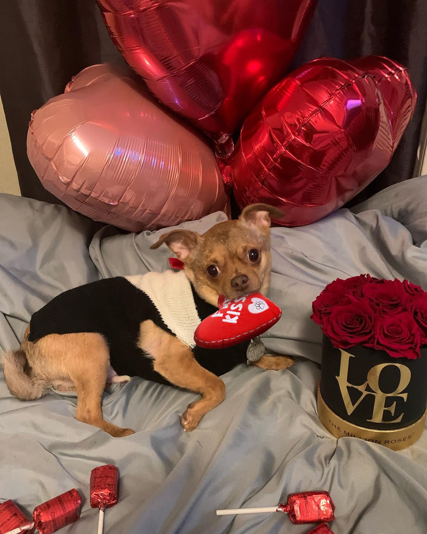 Boombone Valentines Dog Toy, Plush Dog Squeak Toy, Heart Dog Toy For Small Medium Dogs