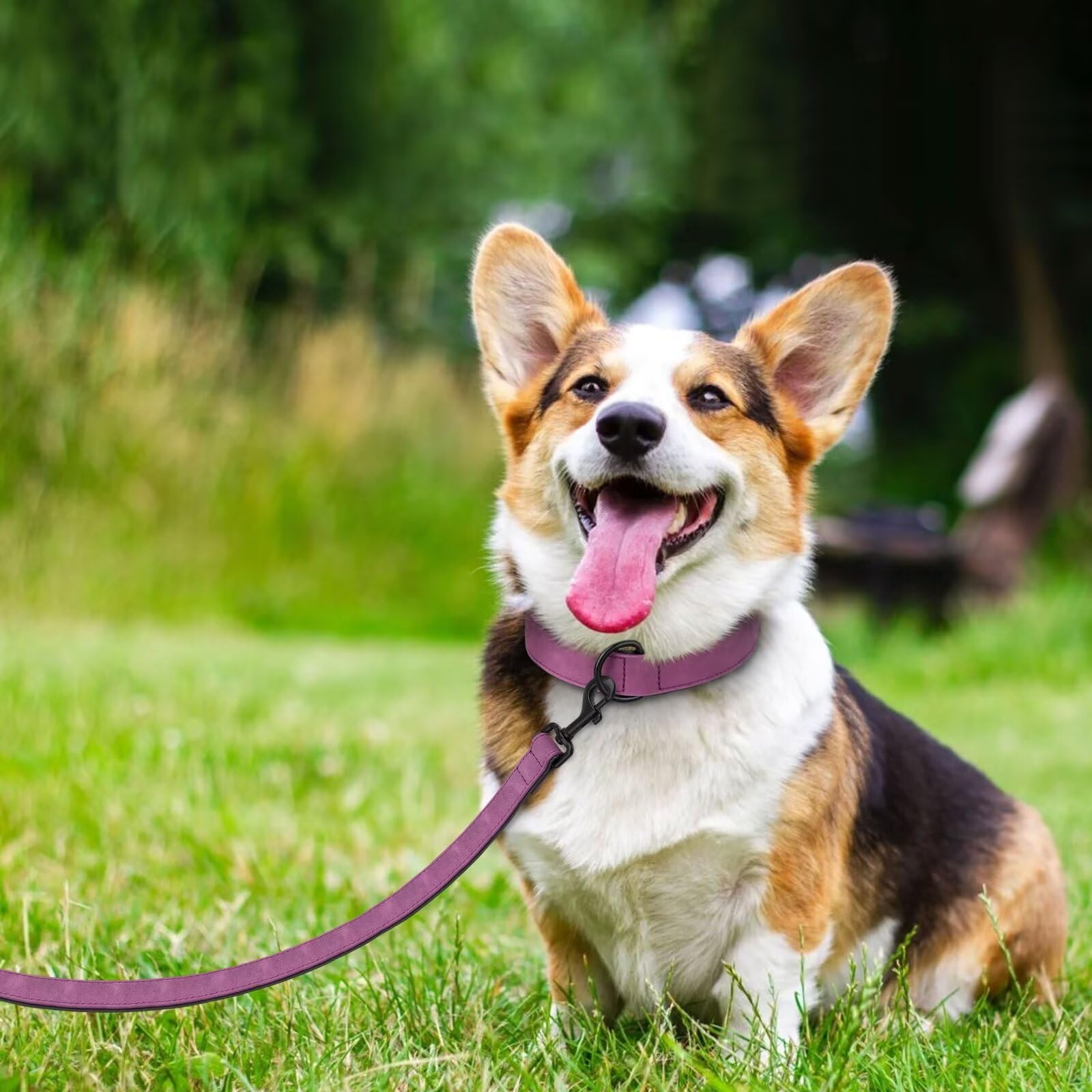 Didog Soft Padded Leather Dog Collar And Leash Set, Heavy Duty Purple Dog Lead And Collar Set With Metal Buckle, Breathable Pet