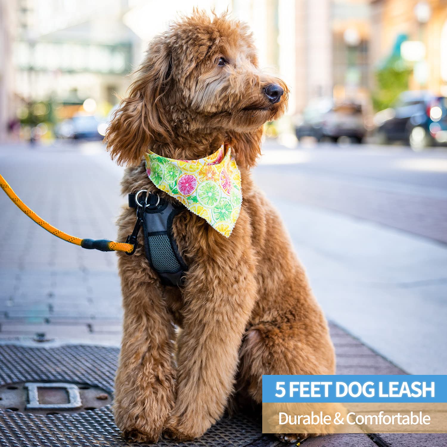 Baapet 2/4/5/6 Ft Dog Leash With Comfortable Padded Handle And Highly Reflective Threads For Small Medium And Large Dogs (5Ft-1/