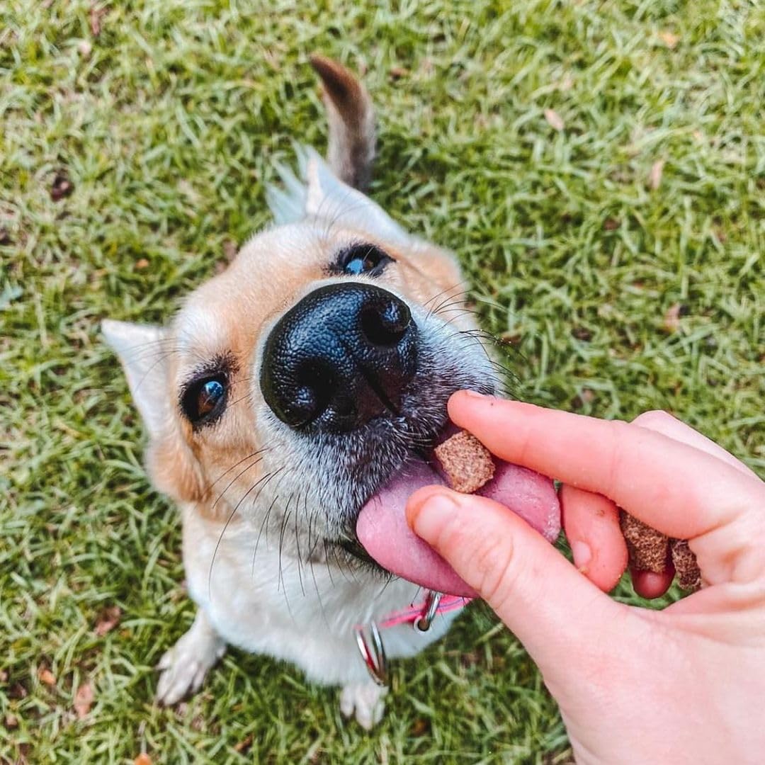 HOLI Elk & Venison Freeze Dried Dog Treats - All Natural and Wild Caught | Vitamin and Mineral Fortified | Made in USA - Human G