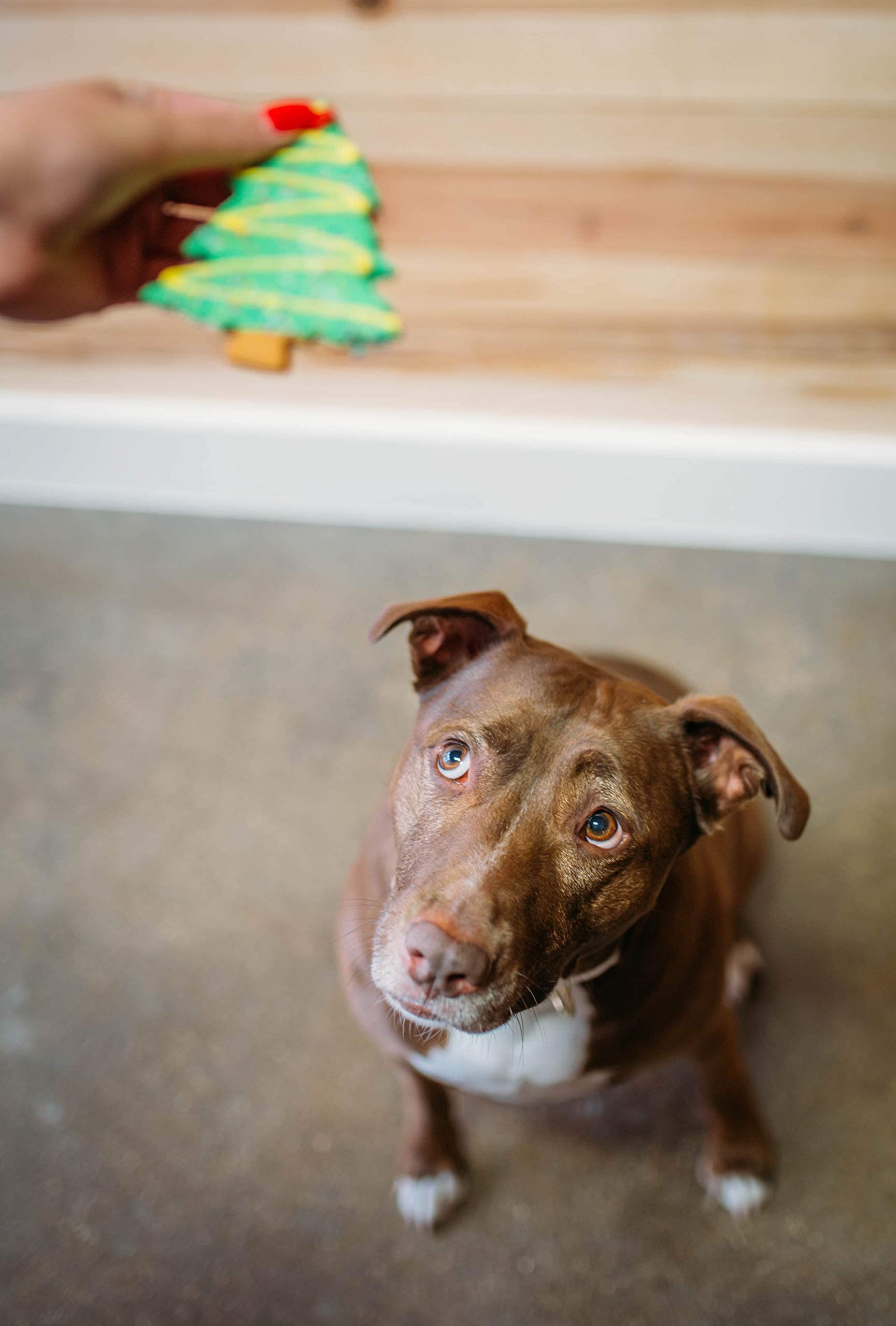 BoxDog Christmas Cookies for Dogs Handmade Holiday Cookie Gift for Dogs | Christmas Dog Treats You can eat with Your Dog! |