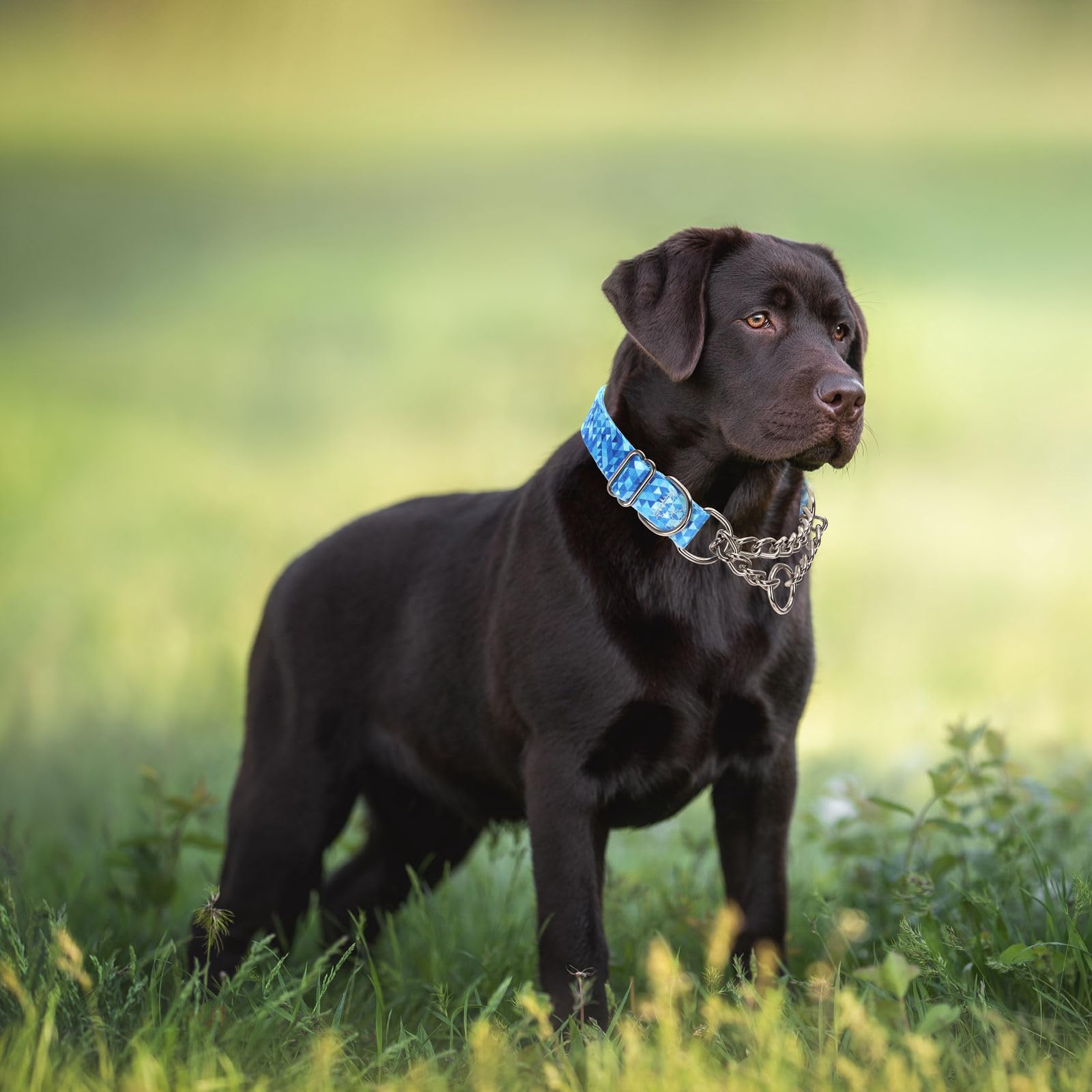 Stainless Steel Chain Collar Martingale, No Pull Slip Cinch Choker Choke Collar Training Escape Proof Heavy Duty Dog Collar For