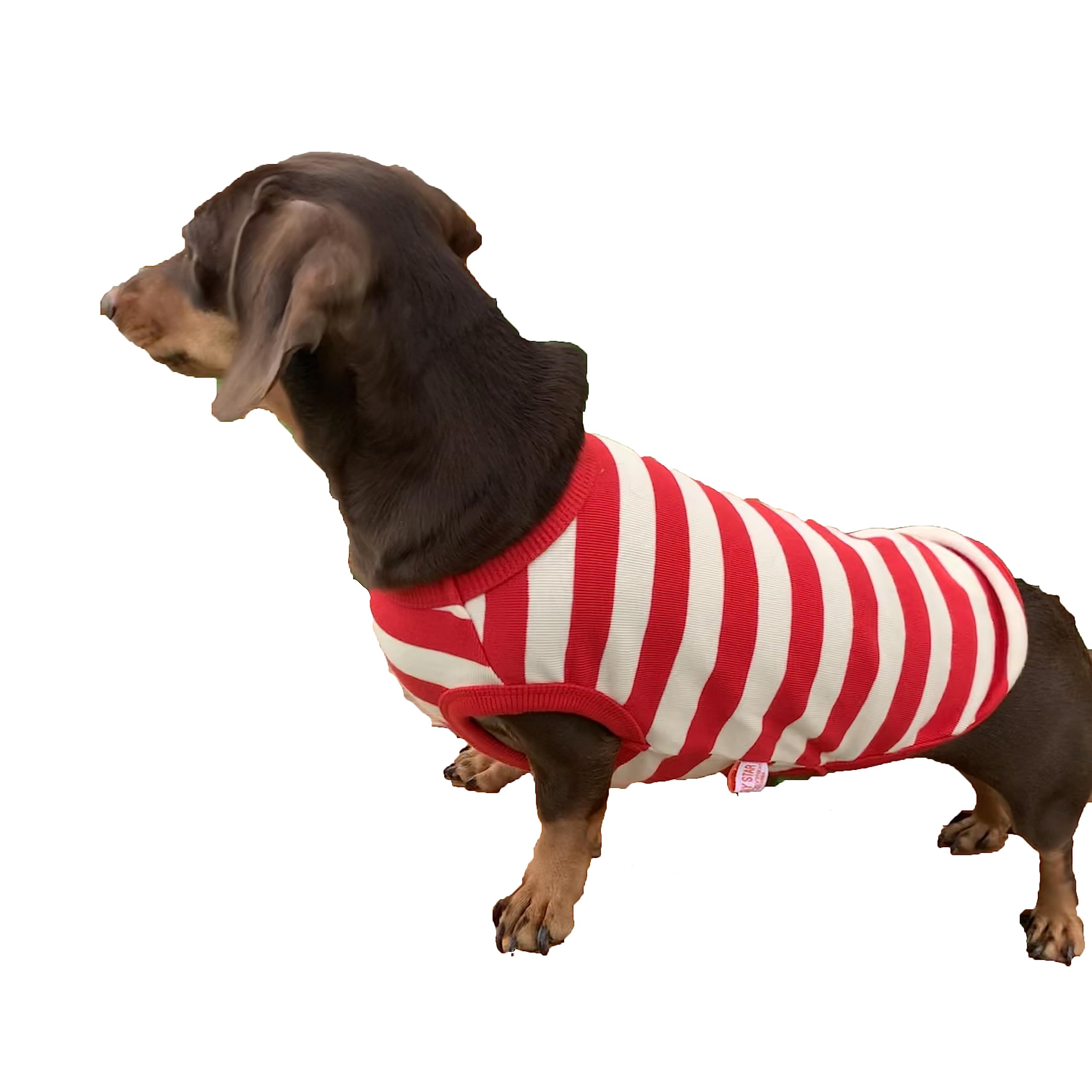 D Doggy Star Dachshund Clothes For Dogs Mini And Adults T Shirts (Xs,Stripe Red/Ivory)