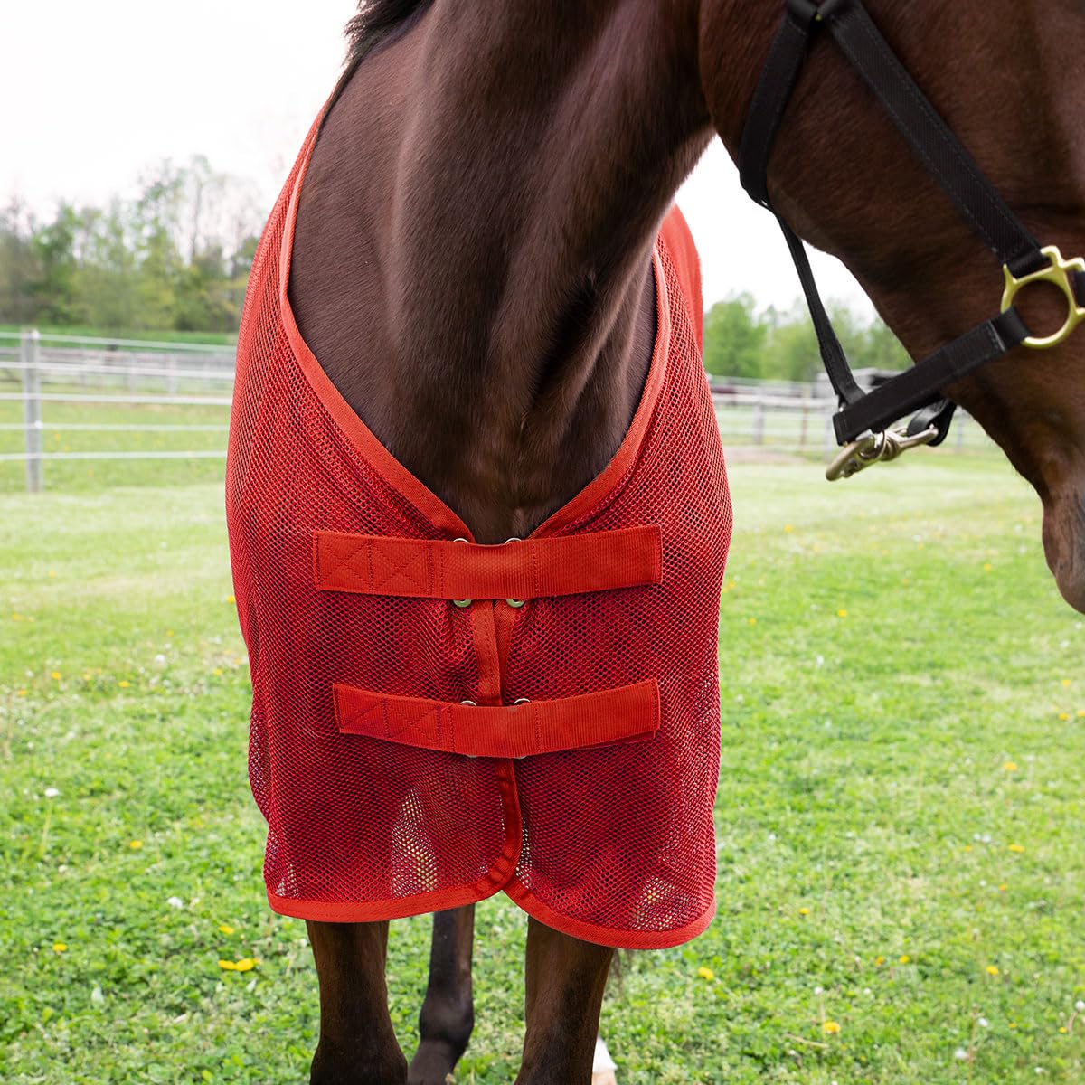 Country Pride Lightweight Fly Sheet Scrim, Breathable Mesh, Large 78-80", Red, Model KTL2023, Double Surcingle, Indoor/Trailer Use