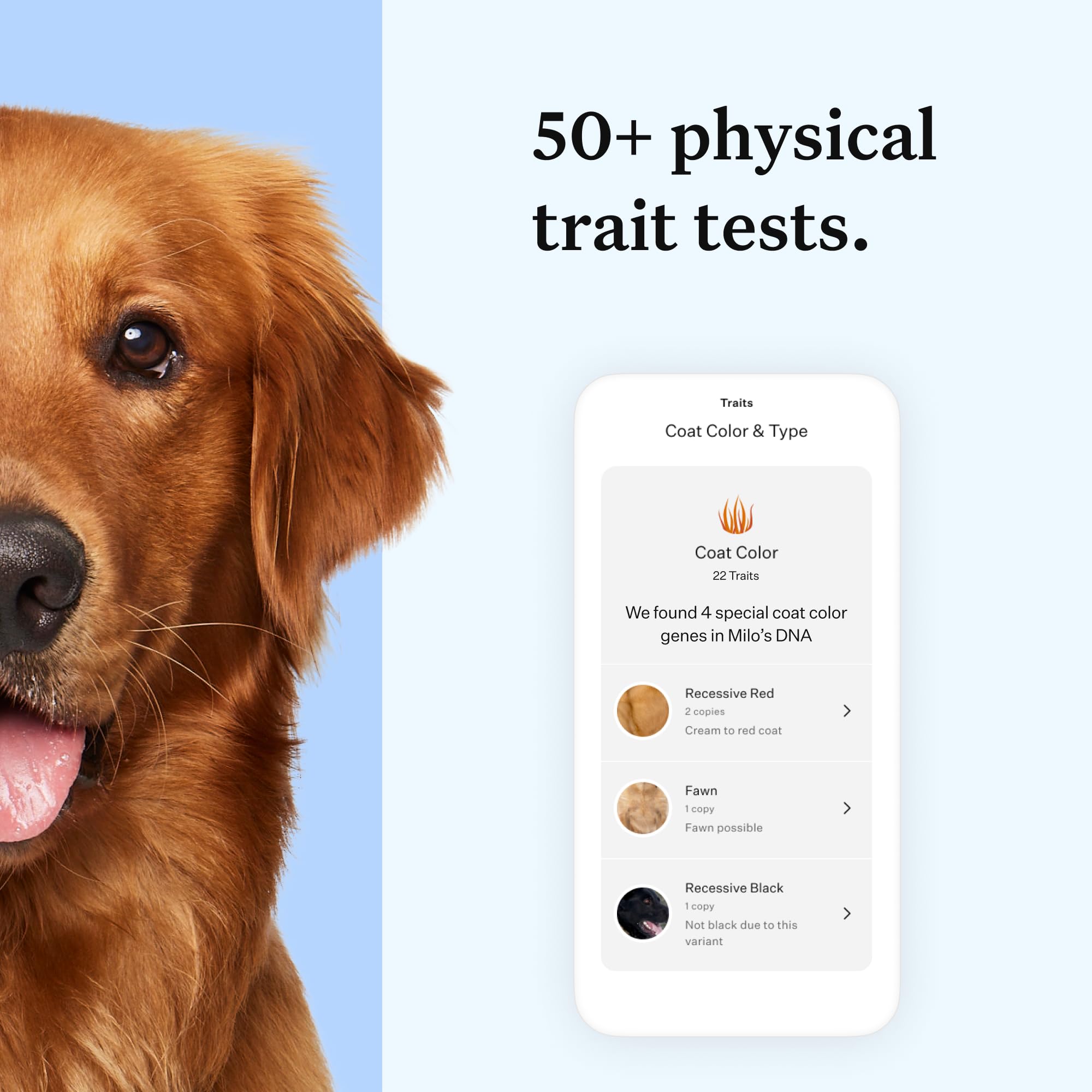 Wisdom Panel Essential Dog DNA Kit: Most Accurate Test for 365+ Breeds, 30 Genetic Health Conditions, 50+ Traits, Relatives, Anc