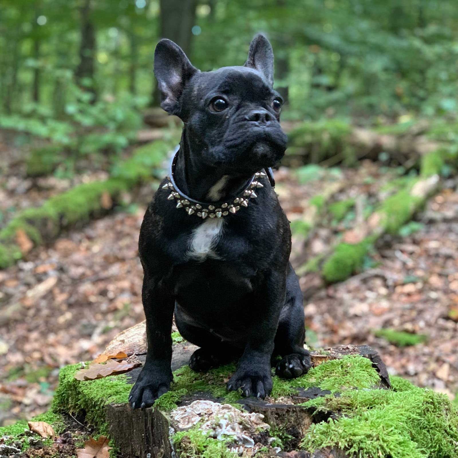 Doggyzstyle Spiked Dog Cat Collar Male Black Soft Leather Spike Puppy Collars Adjustable Mushroom Anti Bite Studded Dog Collars For Small Medium Large Dogs Chihuahua Yorkshire Pit Bull (Black,M)