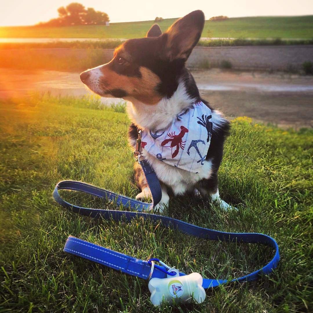 Pogi’S Dog Poop Bags - 50 Unscented Rolls (750 Doggie Poop Bags) + 2 Dog Poop Bag Holders For Leashes - Leak-Proof Dog Waste Bags - Ultra Thick, Extra Large Poop Bags For Dogs