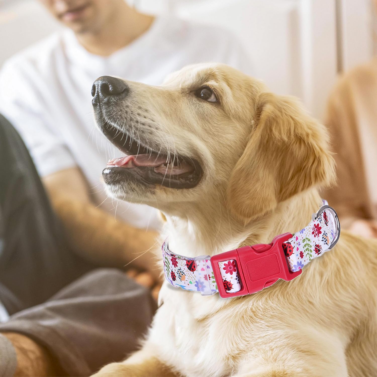 Cute Dog Collar With Girl Boy, Adjustable Nylon Comfy Soft Durable Pet Collar For Xs Small Medium Large Extra Large Dog(M